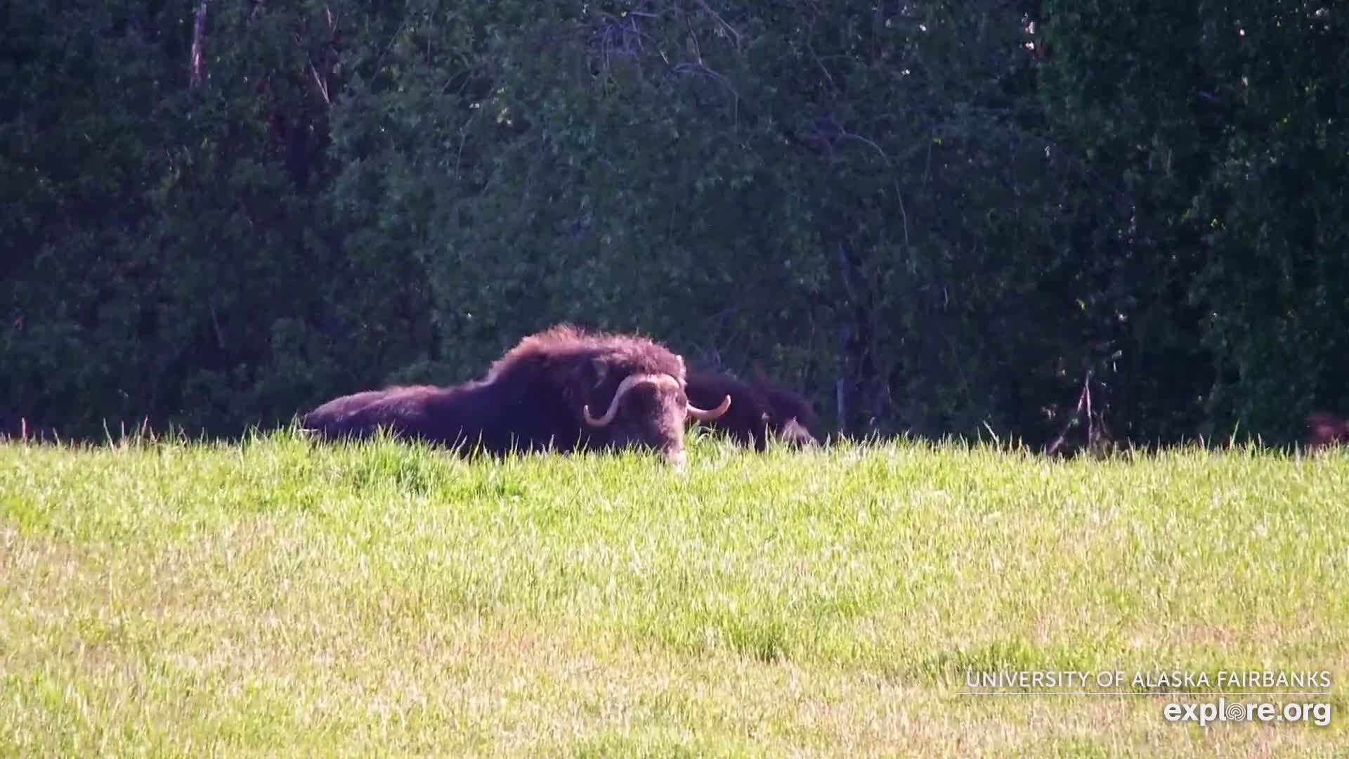 A musk ox lies down in a grassy field with trees in the background.