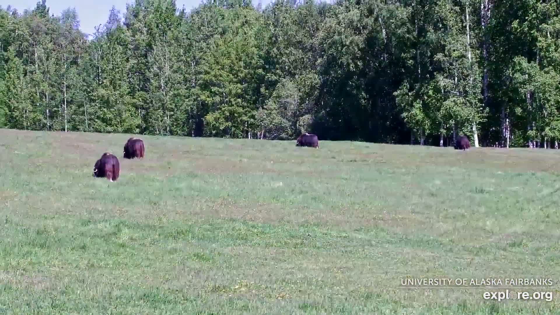 University of Alaska Fairbanks Large Animal Research Station Musk Ox Farm Live Cam - Musk Ox, College, Fairbanks North Star, Alaska, USA