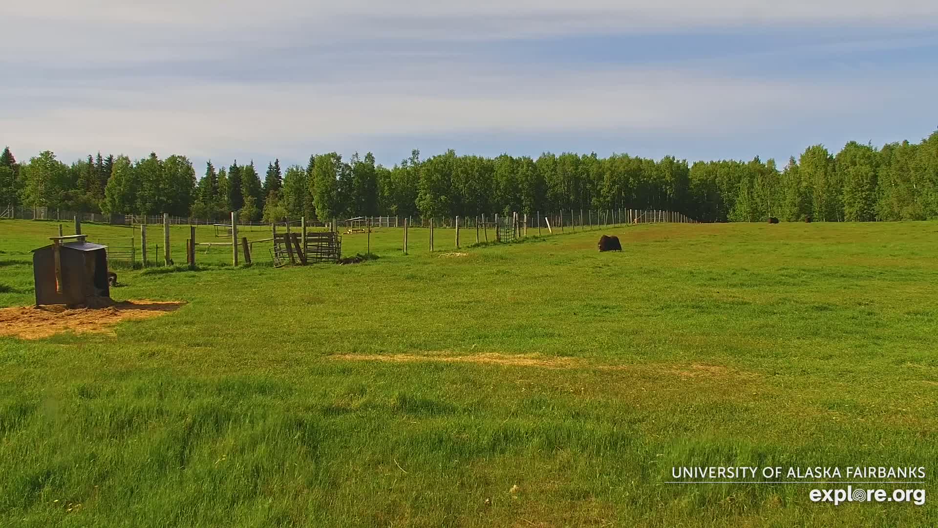University of Alaska Fairbanks Large Animal Research Station Musk Ox Farm Live Cam - Musk Ox, College, Fairbanks North Star, Alaska, USA