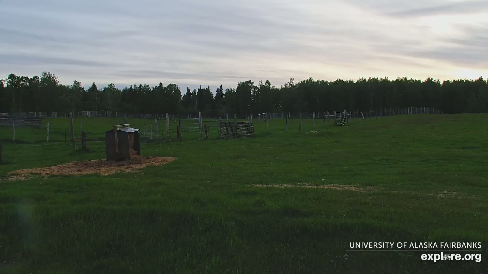 A grassy field enclosed by fences, with a small shed and a line of trees in the background under a cloudy sky.
