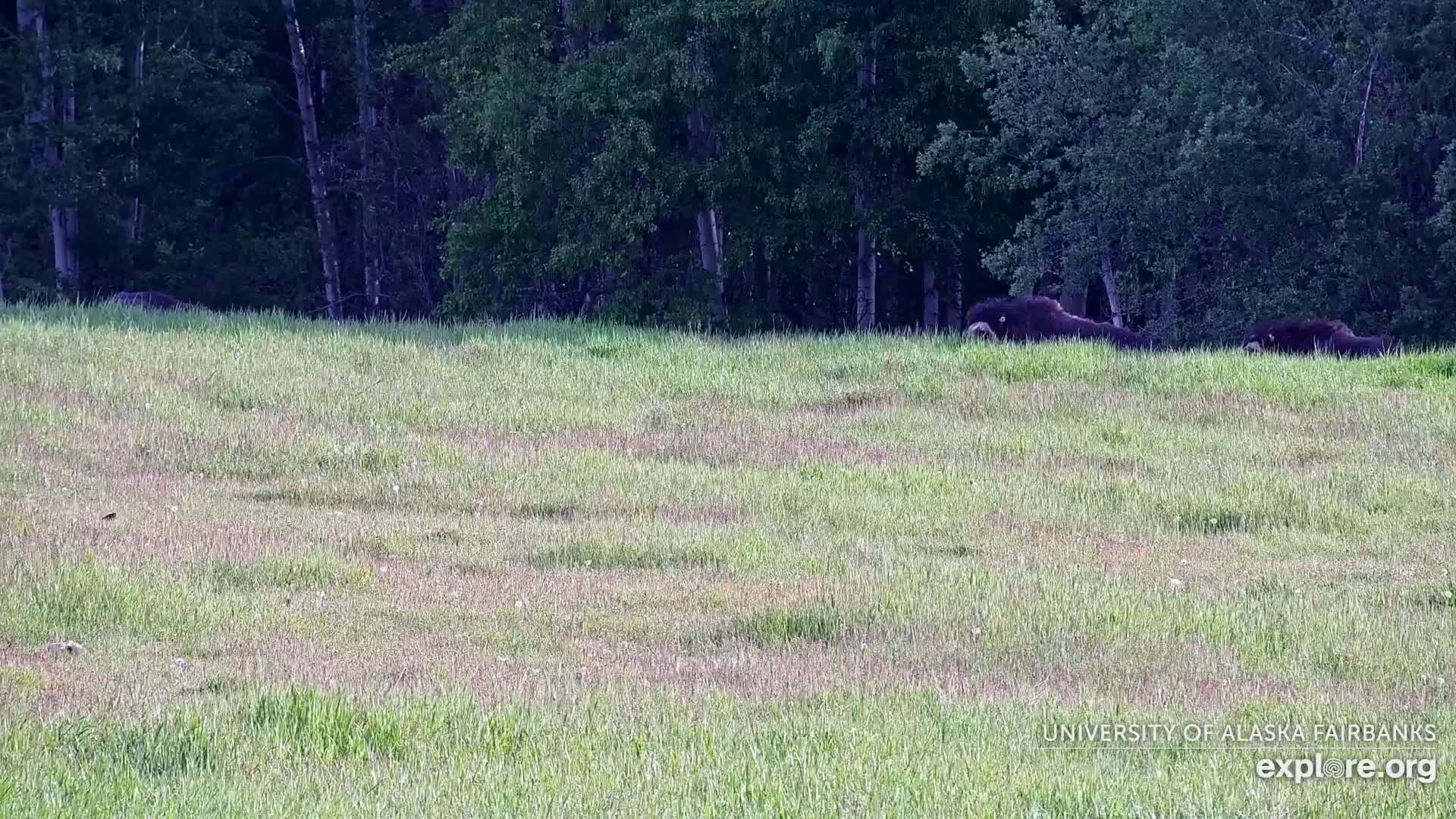 Two dark-colored animals lie in a grassy field bordered by a dark green forest.