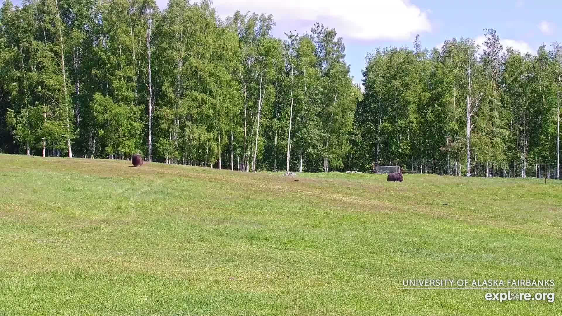 University of Alaska Fairbanks Large Animal Research Station Musk Ox Farm Live Cam - Musk Ox, College, Fairbanks North Star, Alaska, USA