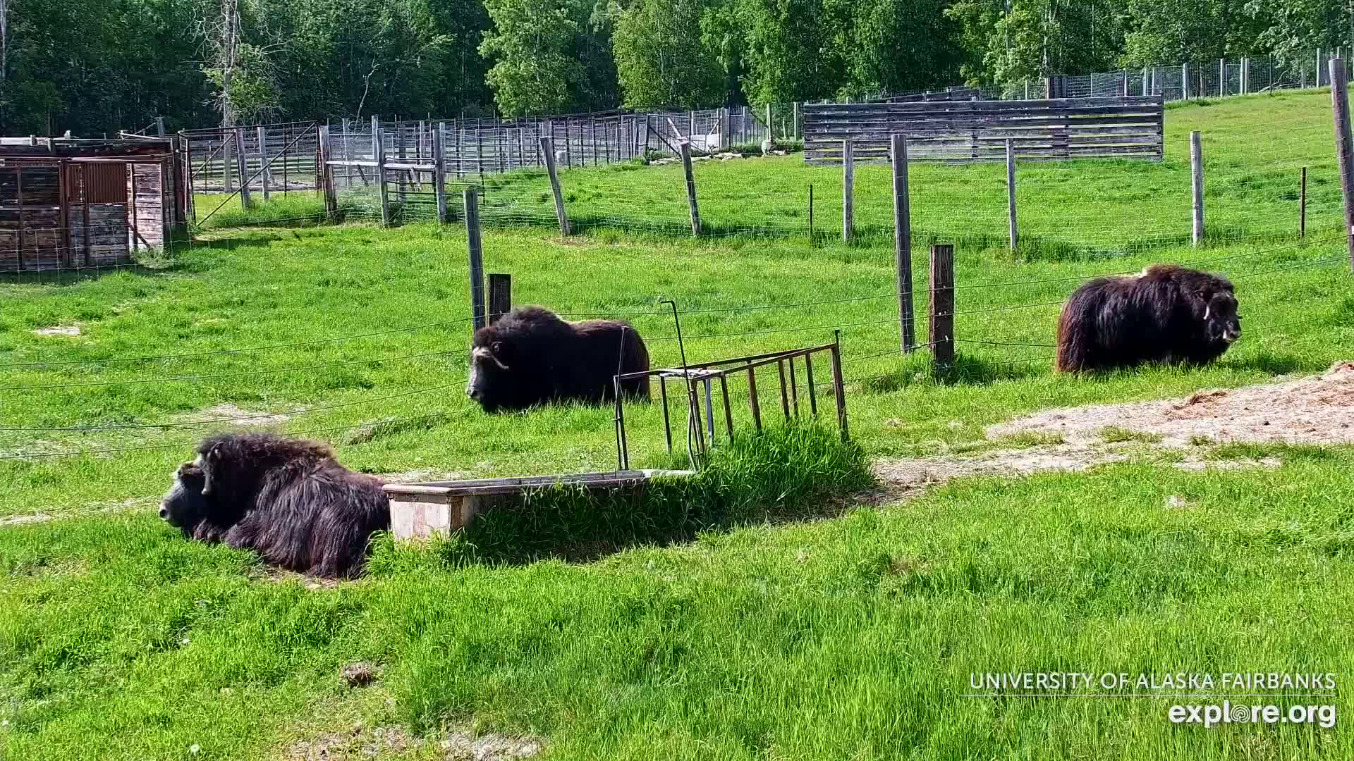 University of Alaska Fairbanks Large Animal Research Station Musk Ox Farm Live Cam - Musk Ox, College, Fairbanks North Star, Alaska, USA
