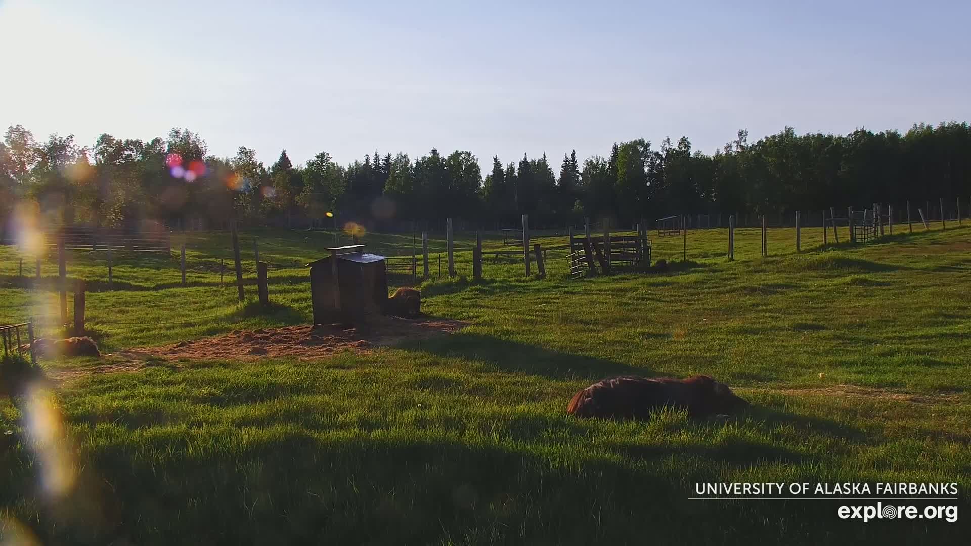 University of Alaska Fairbanks Large Animal Research Station Musk Ox Farm Live Cam - Musk Ox, College, Fairbanks North Star, Alaska, USA