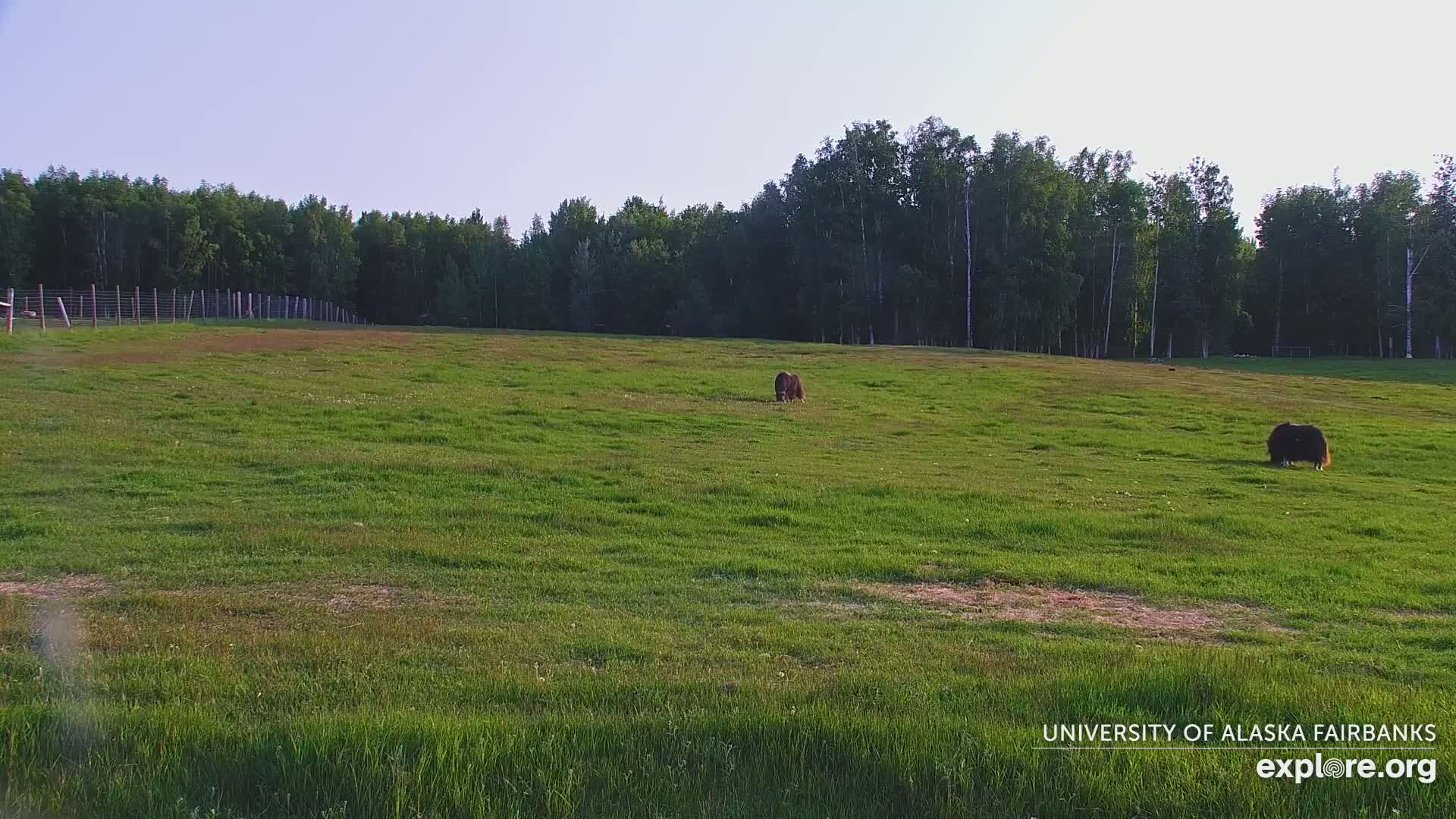Two dark-colored, shaggy animals graze in a large, grassy field bordered by a fence and a line of trees under a clear, bright sky.
