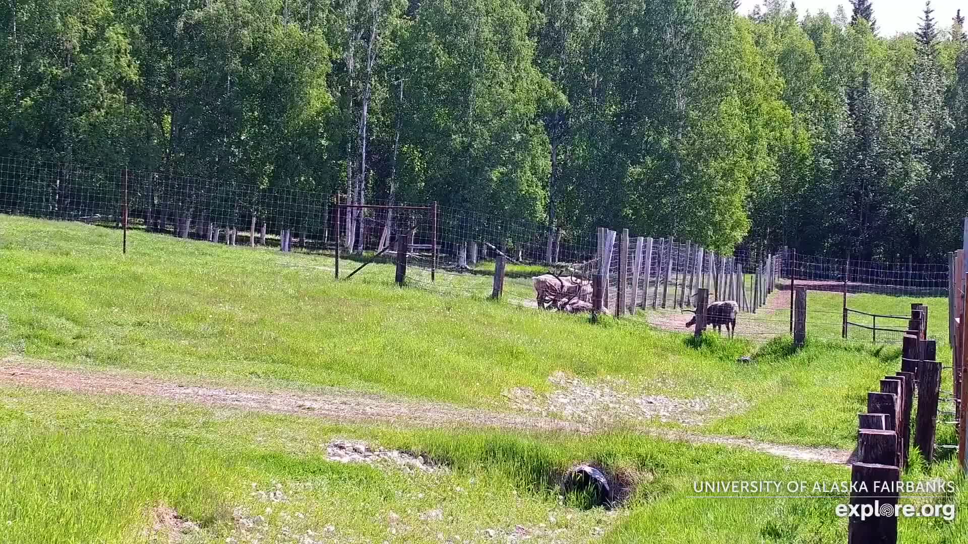 University of Alaska Fairbanks Large Animal Research Station Musk Ox Farm Live Cam - Musk Ox, College, Fairbanks North Star, Alaska, USA