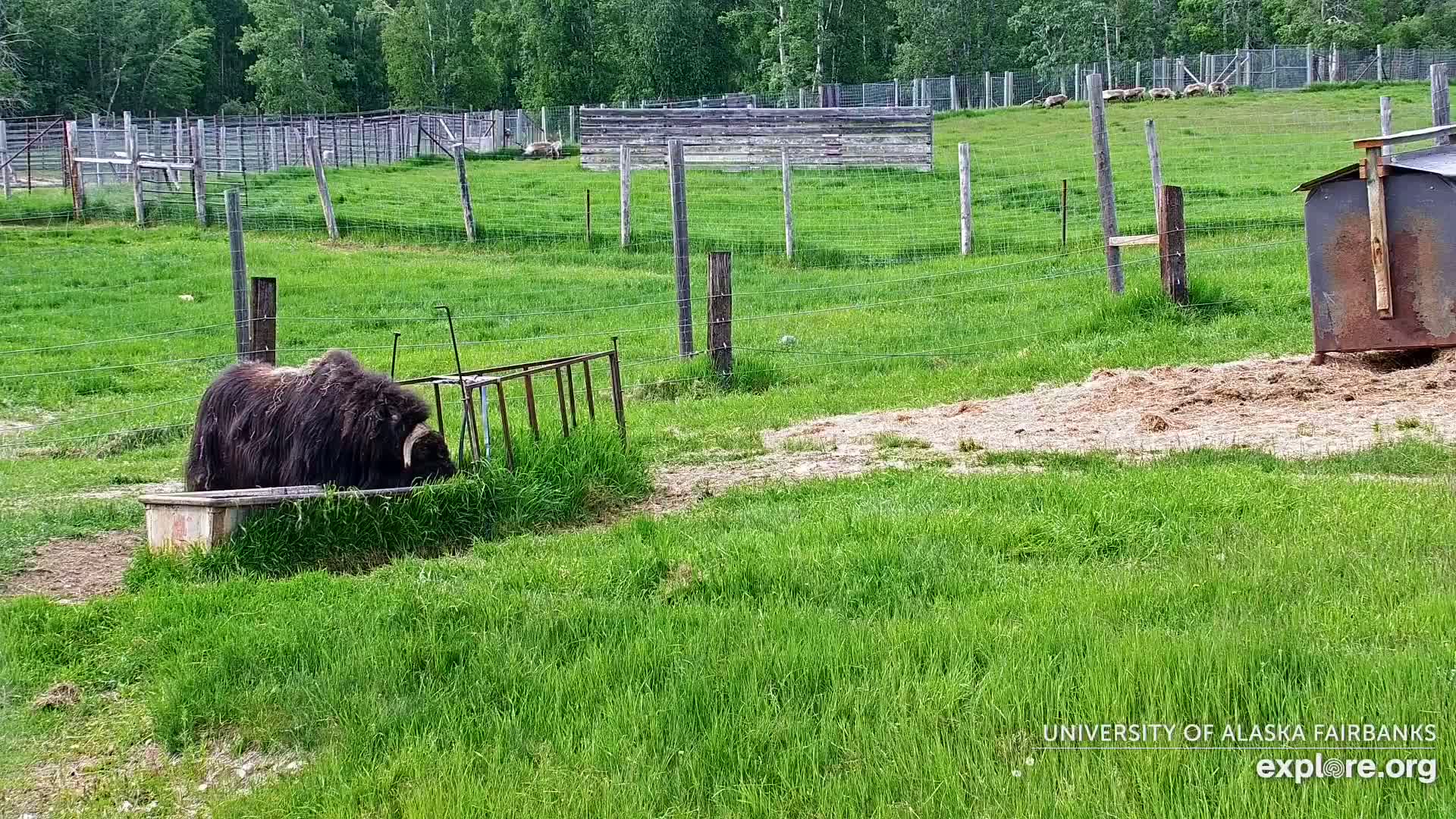 University of Alaska Fairbanks Large Animal Research Station Musk Ox Farm Live Cam - Musk Ox, College, Fairbanks North Star, Alaska, USA