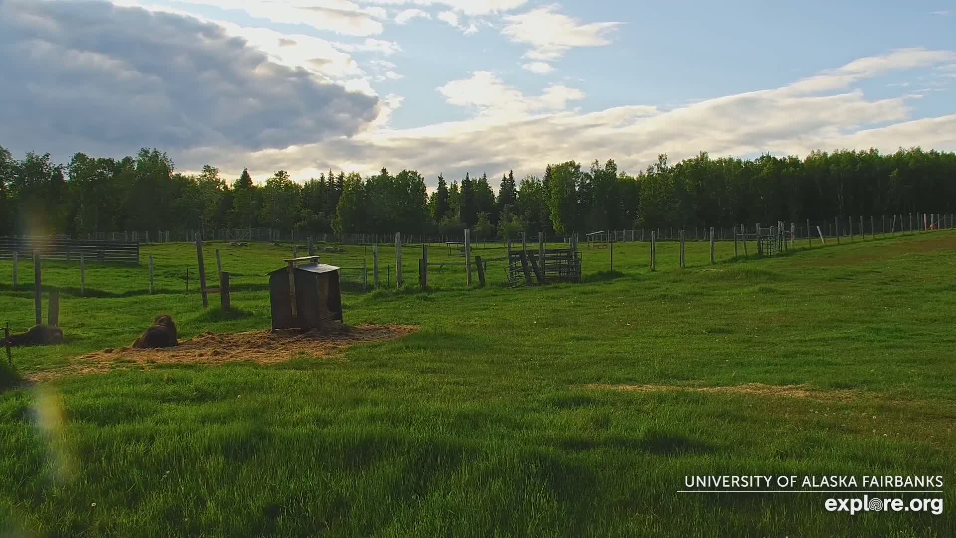 University of Alaska Fairbanks Large Animal Research Station Musk Ox Farm Live Cam - Musk Ox, College, Fairbanks North Star, Alaska, USA