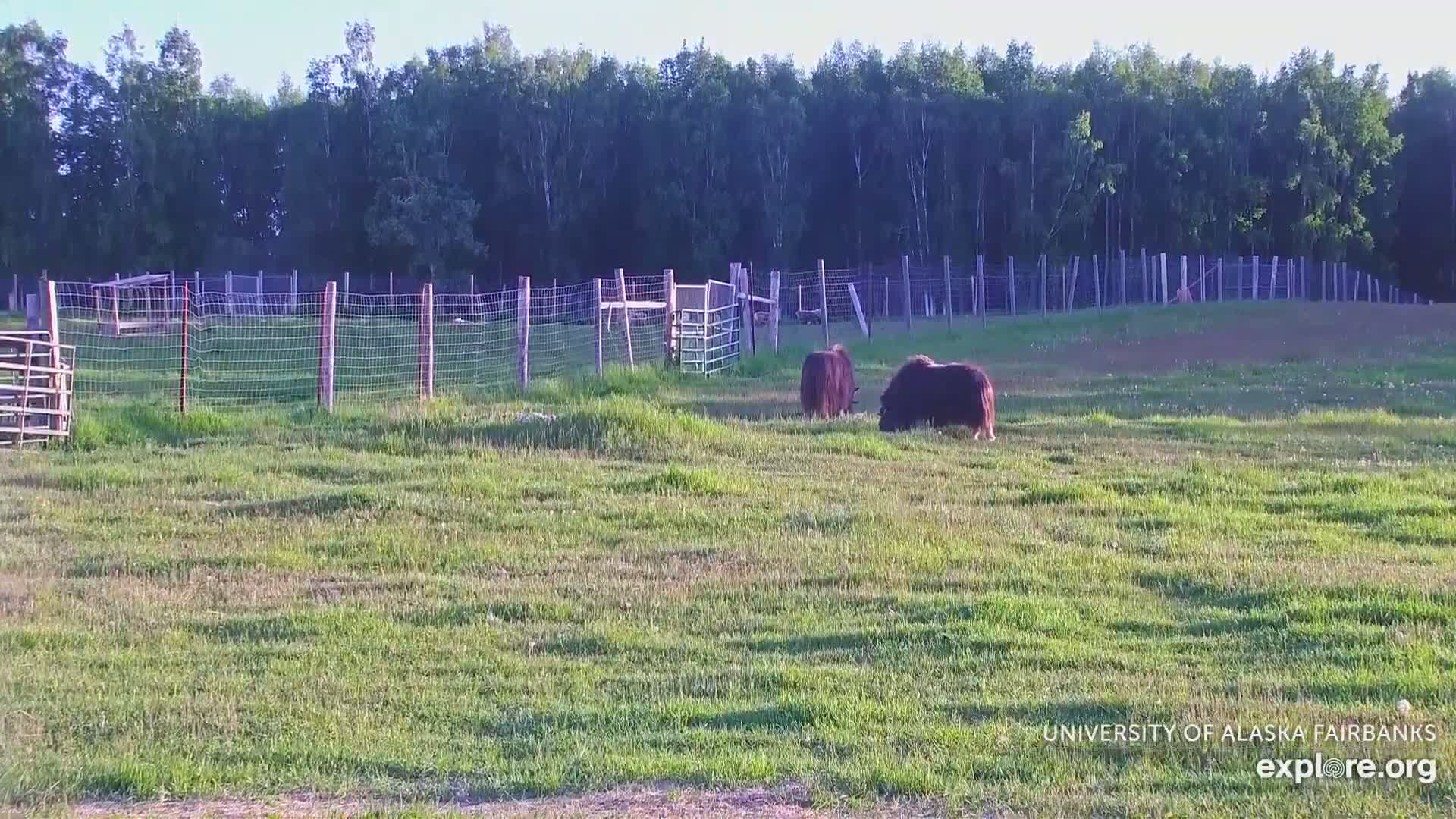 Two musk oxen graze in a grassy field enclosed by a wire fence, under a clear, sunny sky with a background of trees.