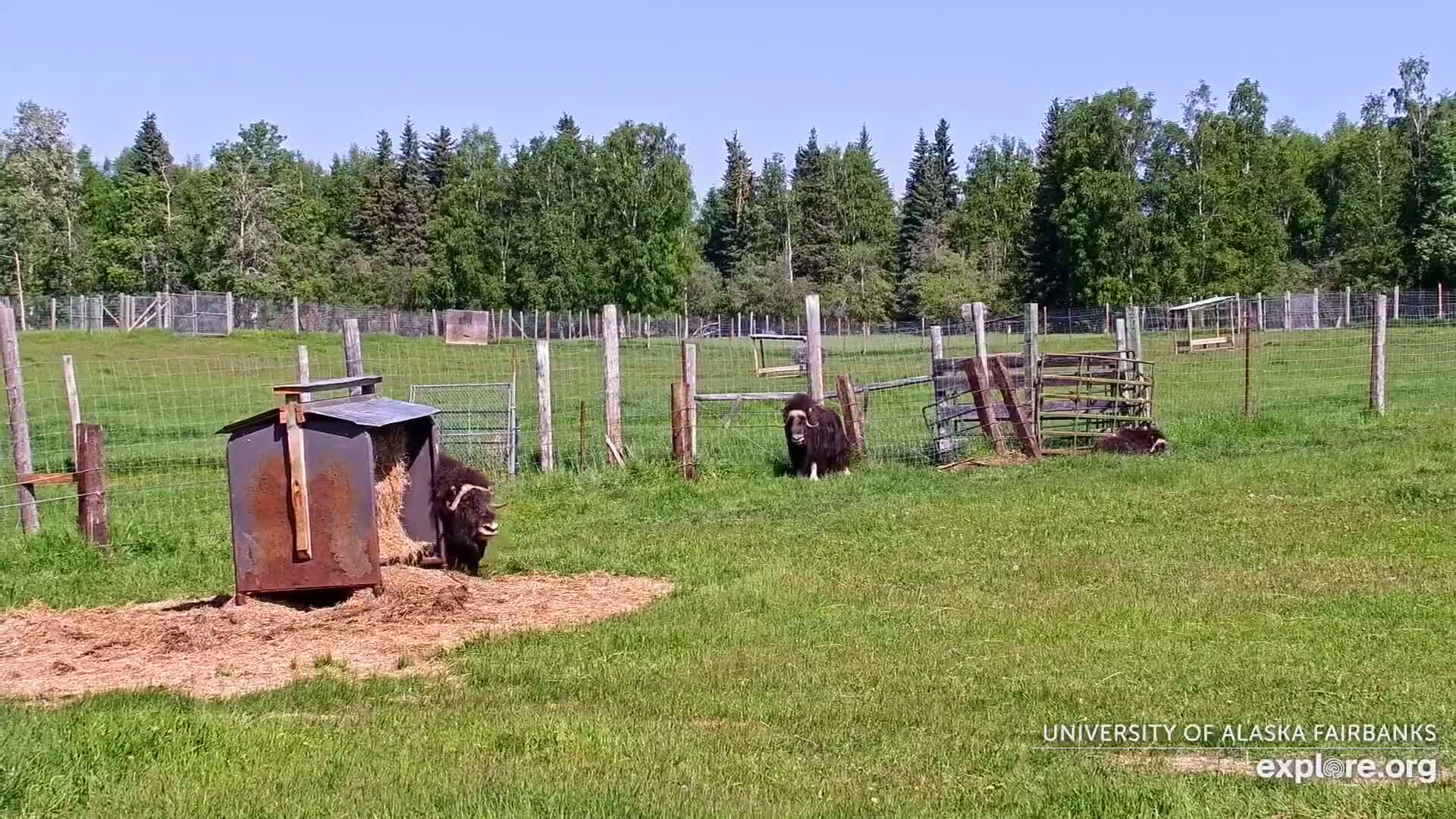 University of Alaska Fairbanks Large Animal Research Station Musk Ox Farm Live Cam - Musk Ox, College, Fairbanks North Star, Alaska, USA
