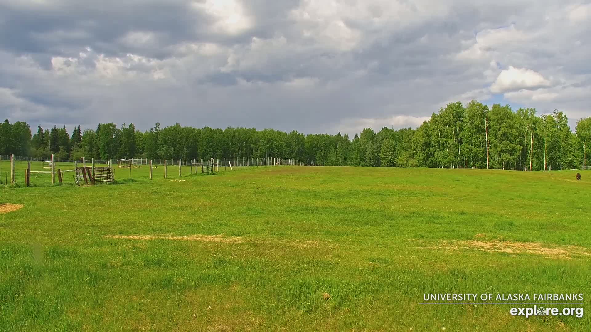 University of Alaska Fairbanks Large Animal Research Station Musk Ox Farm Live Cam - Musk Ox, College, Fairbanks North Star, Alaska, USA