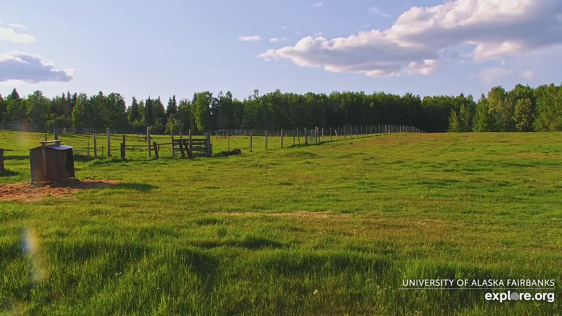 University of Alaska Fairbanks Large Animal Research Station Musk Ox Farm Live Cam - Musk Ox, College, Fairbanks North Star, Alaska, USA