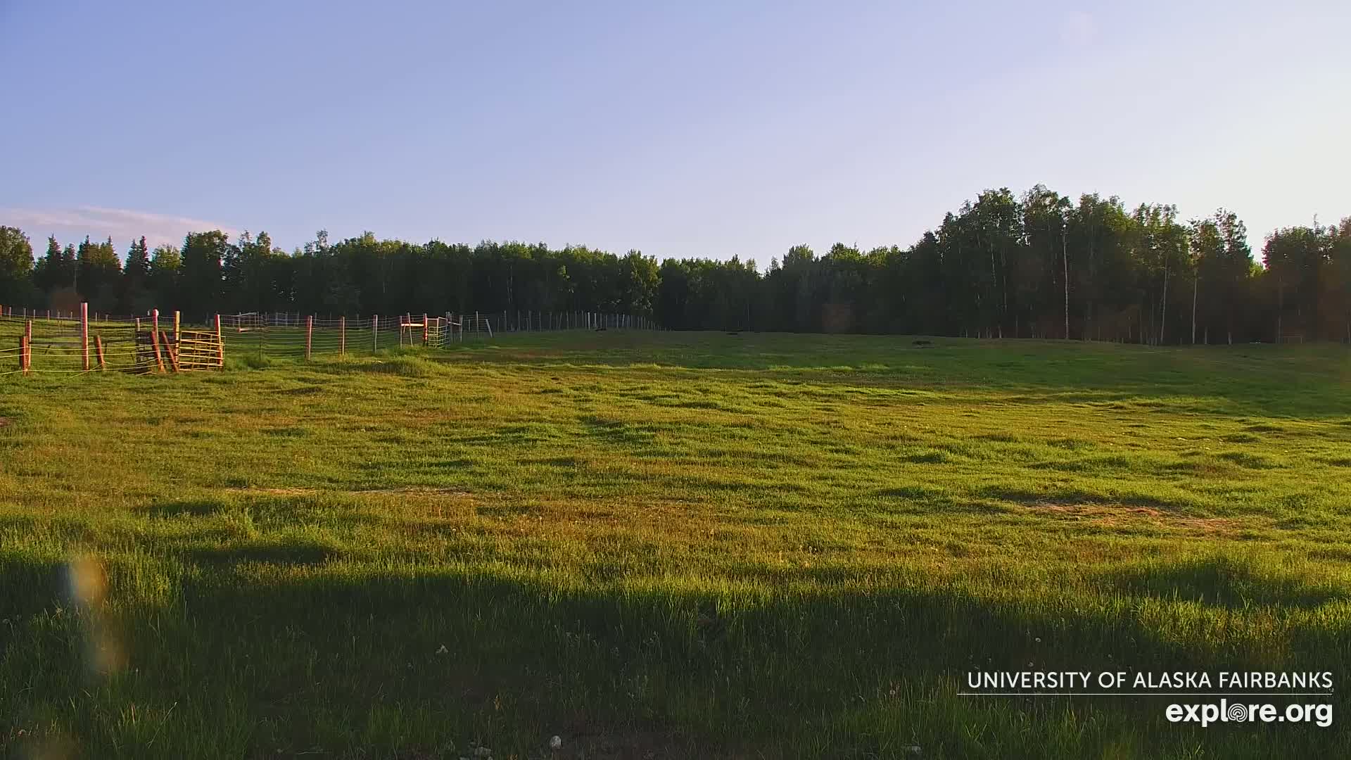 A grassy field with a wire fence and wooden gates, under a clear blue sky, is backed by a dark line of trees.