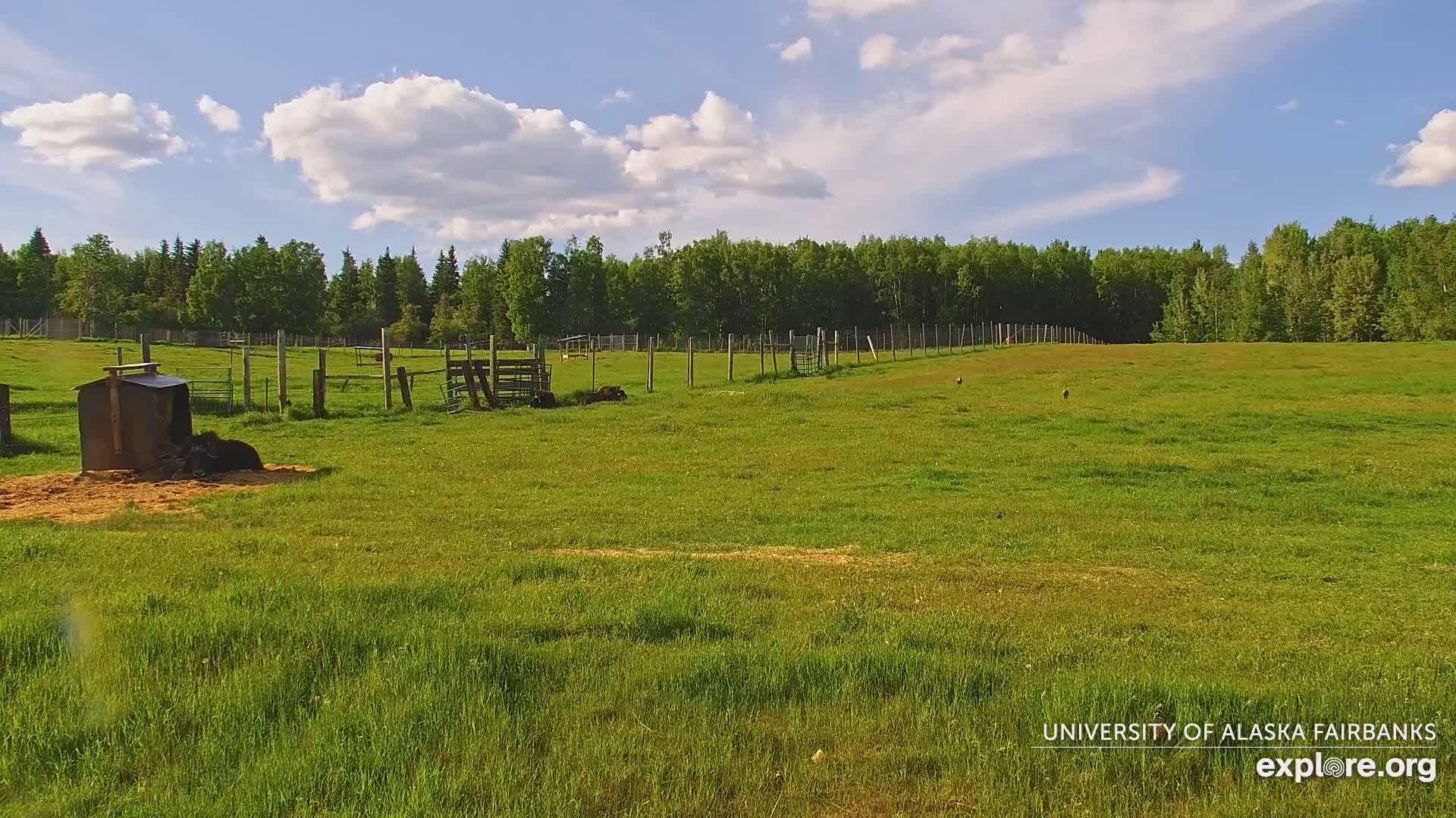 University of Alaska Fairbanks Large Animal Research Station Musk Ox Farm Live Cam - Musk Ox, College, Fairbanks North Star, Alaska, USA