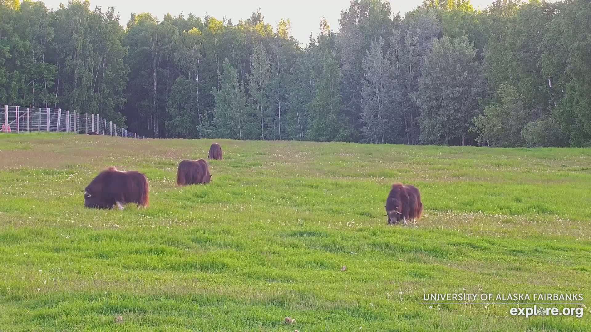 Four musk oxen graze in a grassy field bordered by a forest under a clear sky.