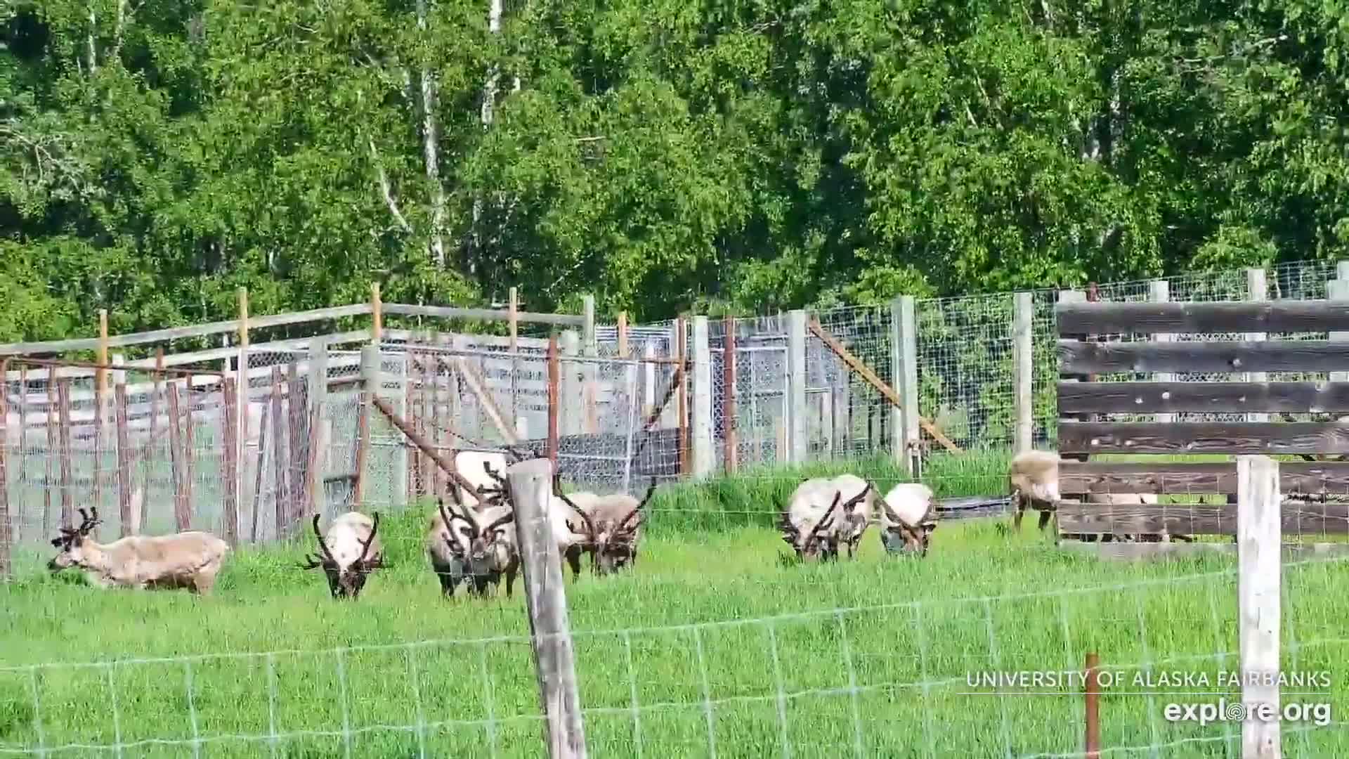 A herd of reindeer graze in a grassy field enclosed by a fence, with several empty enclosures and a wooden structure visible in the background on a sunny day.