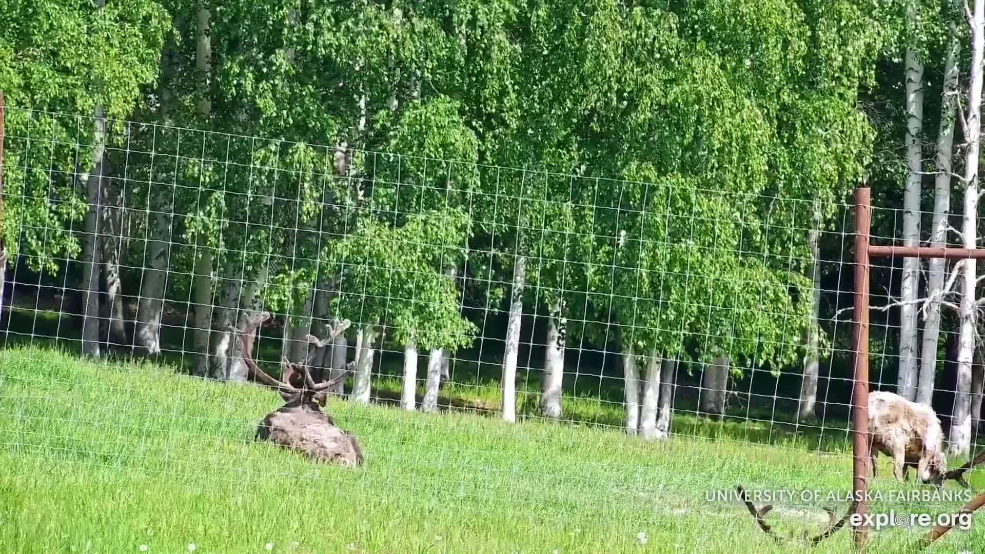 University of Alaska Fairbanks Large Animal Research Station Musk Ox Farm Live Cam - Musk Ox, College, Fairbanks North Star, Alaska, USA