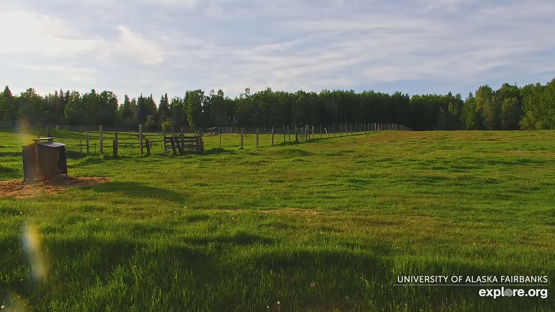 University of Alaska Fairbanks Large Animal Research Station Musk Ox Farm Live Cam - Musk Ox, College, Fairbanks North Star, Alaska, USA