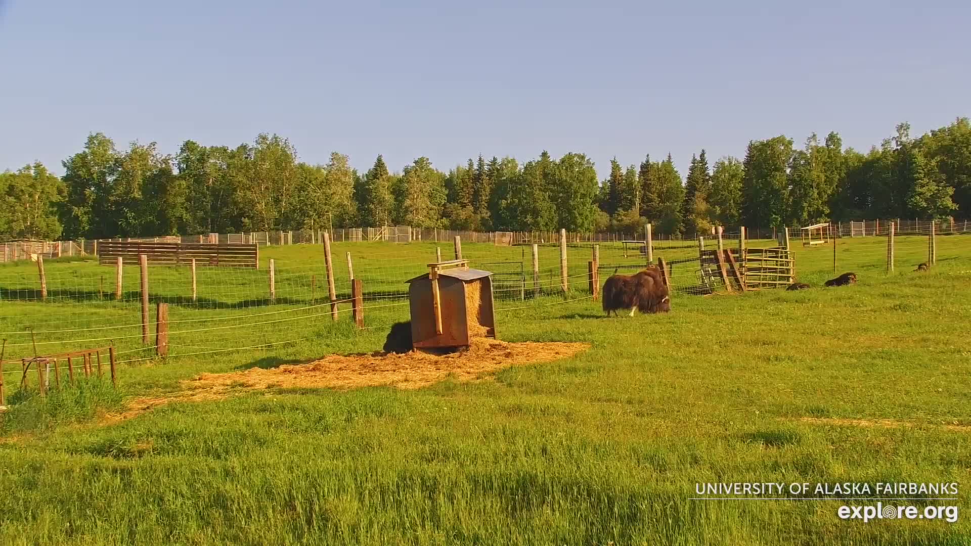 Under a clear, sunny sky, two musk oxen graze in a grassy fenced enclosure near a hay feeder, with several smaller animals visible in the background.
