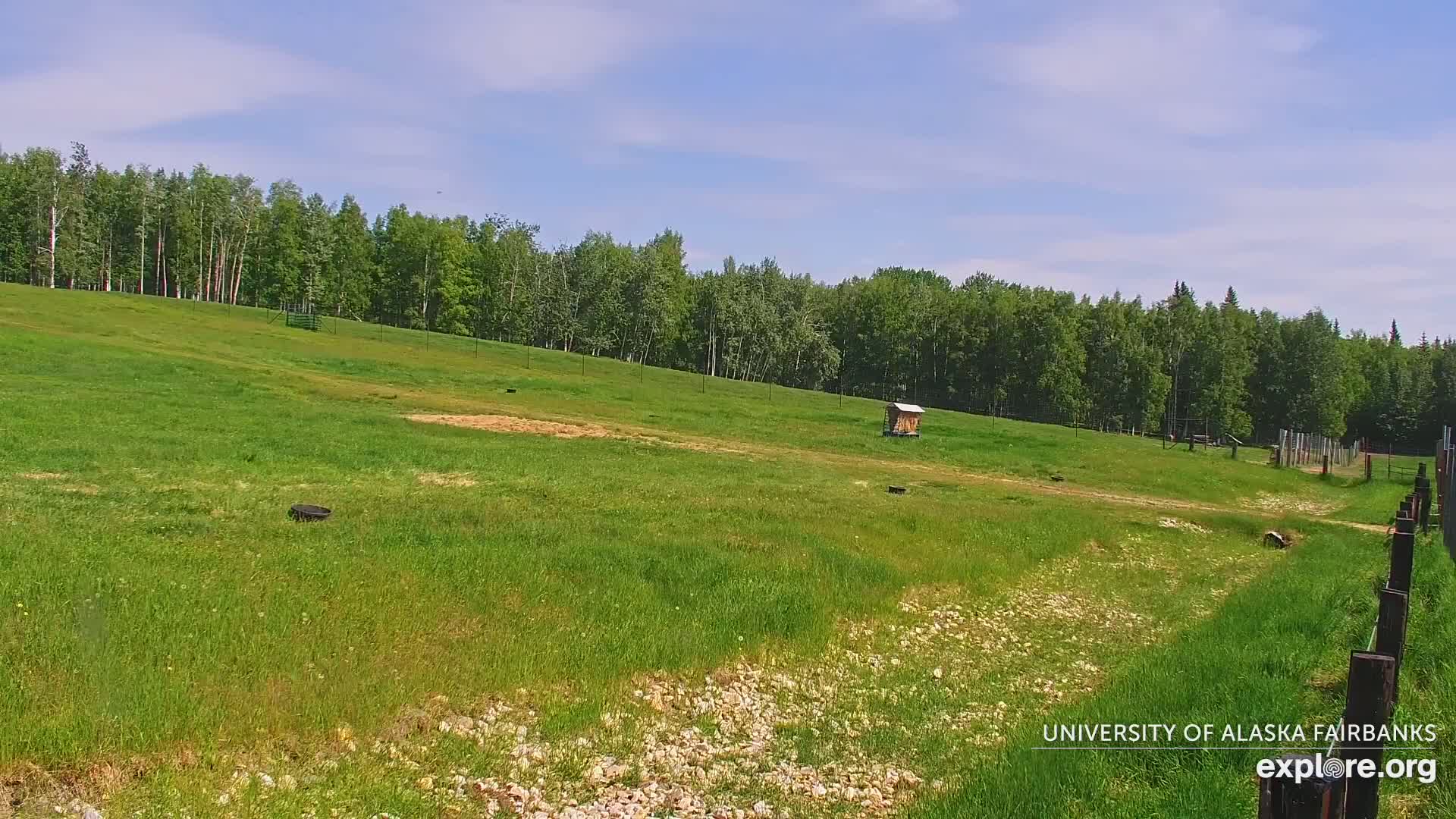 University of Alaska Fairbanks Large Animal Research Station Musk Ox Farm Live Cam - Musk Ox, College, Fairbanks North Star, Alaska, USA