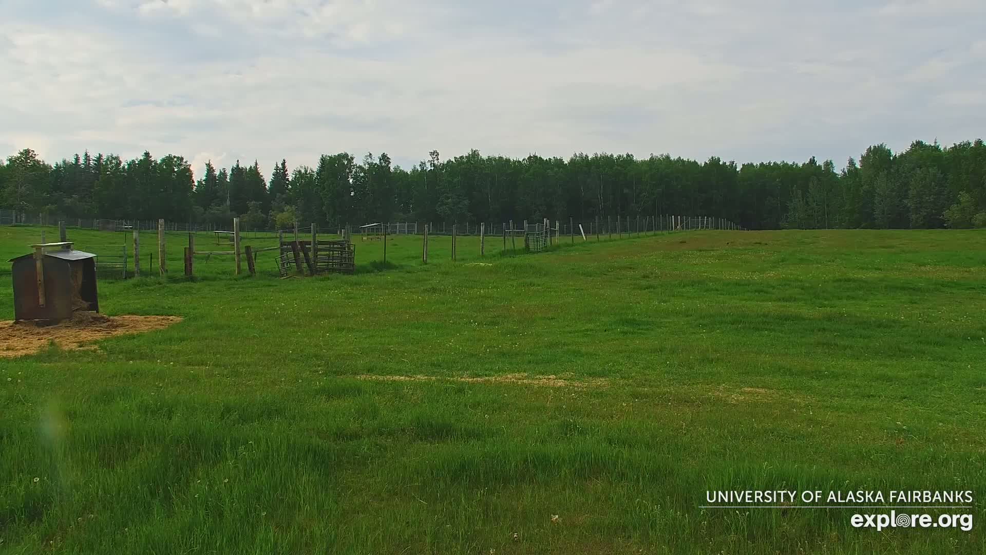 University of Alaska Fairbanks Large Animal Research Station Musk Ox Farm Live Cam - Musk Ox, College, Fairbanks North Star, Alaska, USA