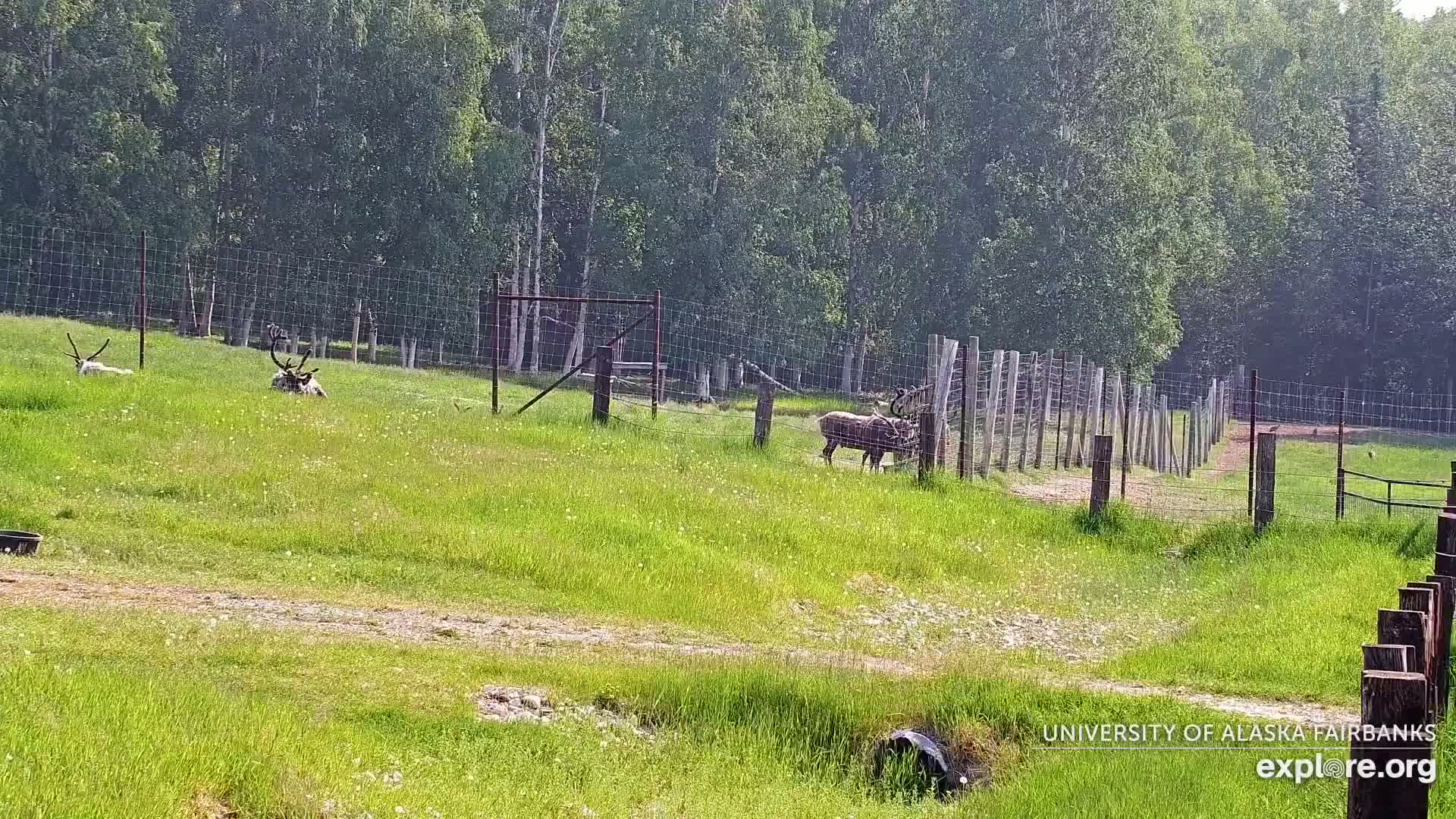 University of Alaska Fairbanks Large Animal Research Station Musk Ox Farm Live Cam - Musk Ox, College, Fairbanks North Star, Alaska, USA