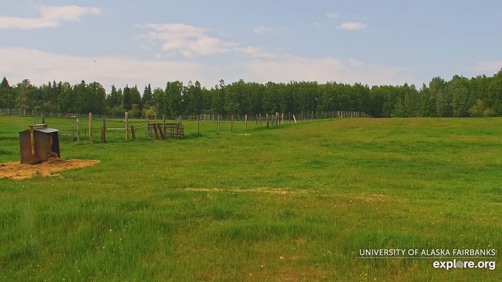 University of Alaska Fairbanks Large Animal Research Station Musk Ox Farm Live Cam - Musk Ox, College, Fairbanks North Star, Alaska, USA