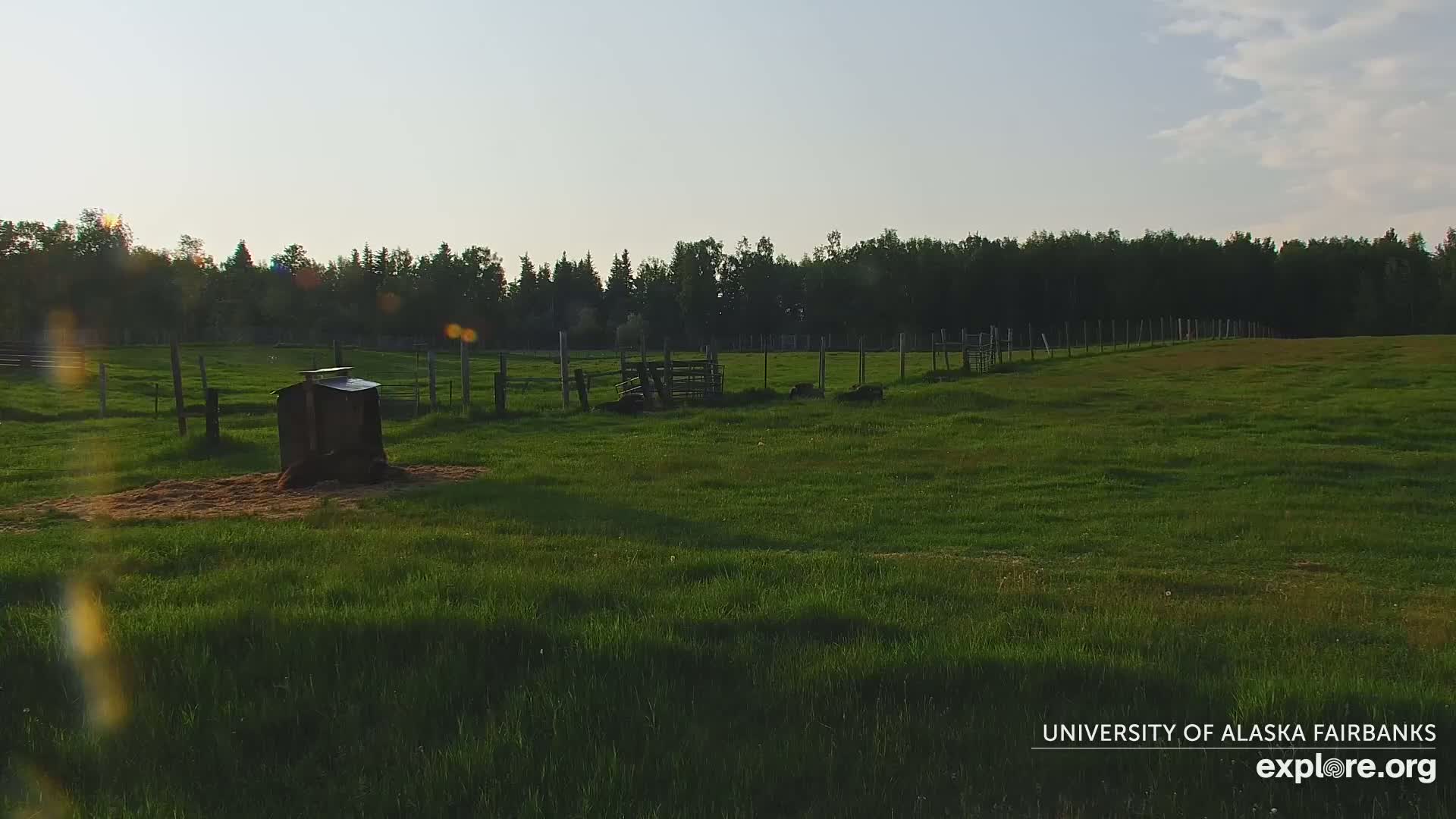 University of Alaska Fairbanks Large Animal Research Station Musk Ox Farm Live Cam - Musk Ox, College, Fairbanks North Star, Alaska, USA