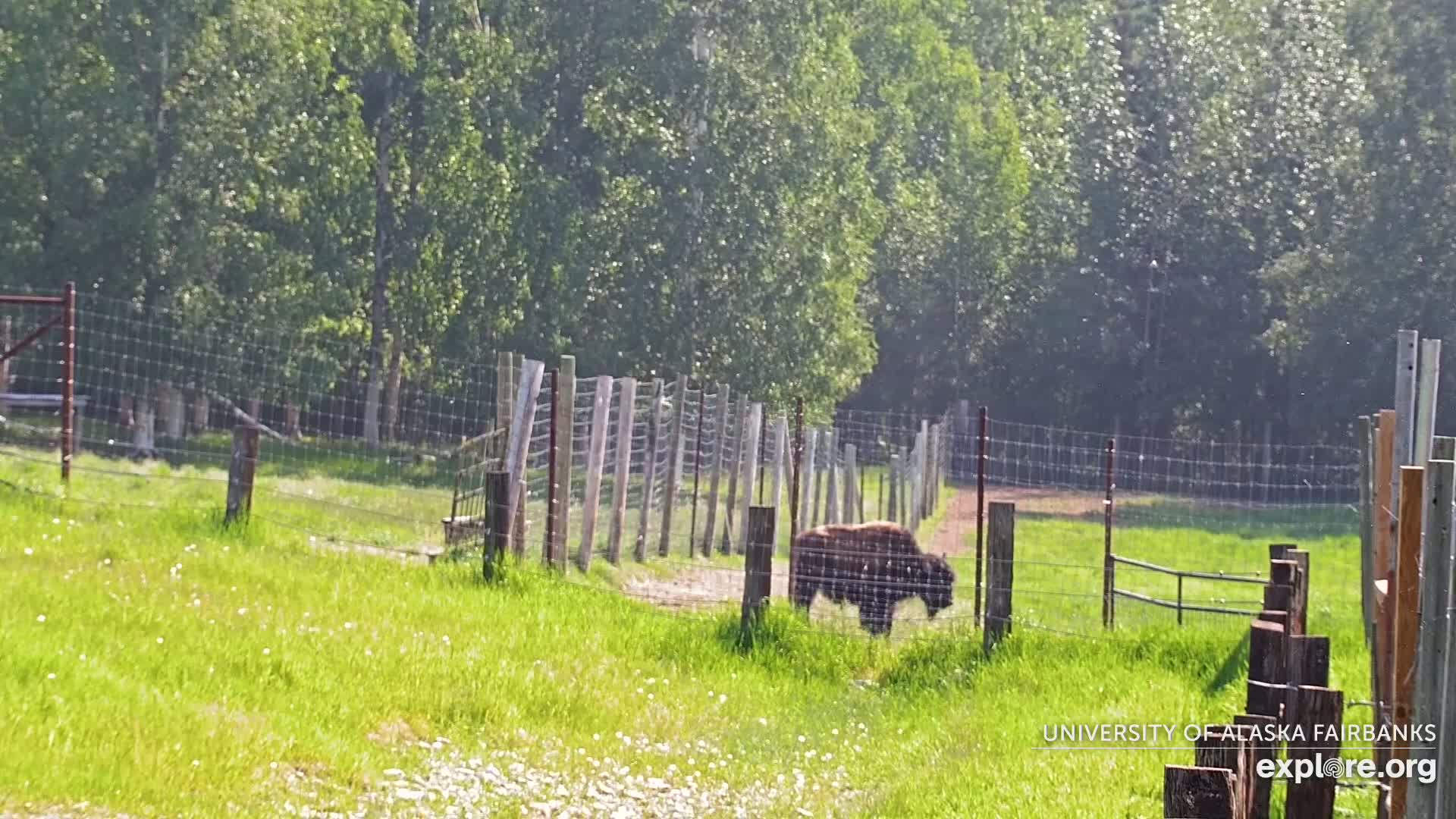 A bison walks along a path inside a wire fence enclosure in a sunny, grassy field bordered by trees.