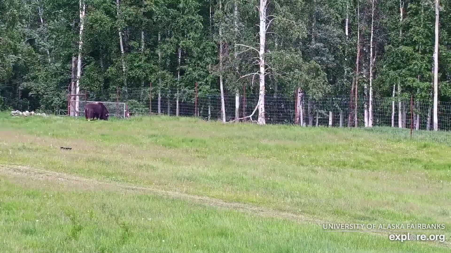 University of Alaska Fairbanks Large Animal Research Station Musk Ox Farm Live Cam - Musk Ox, College, Fairbanks North Star, Alaska, USA