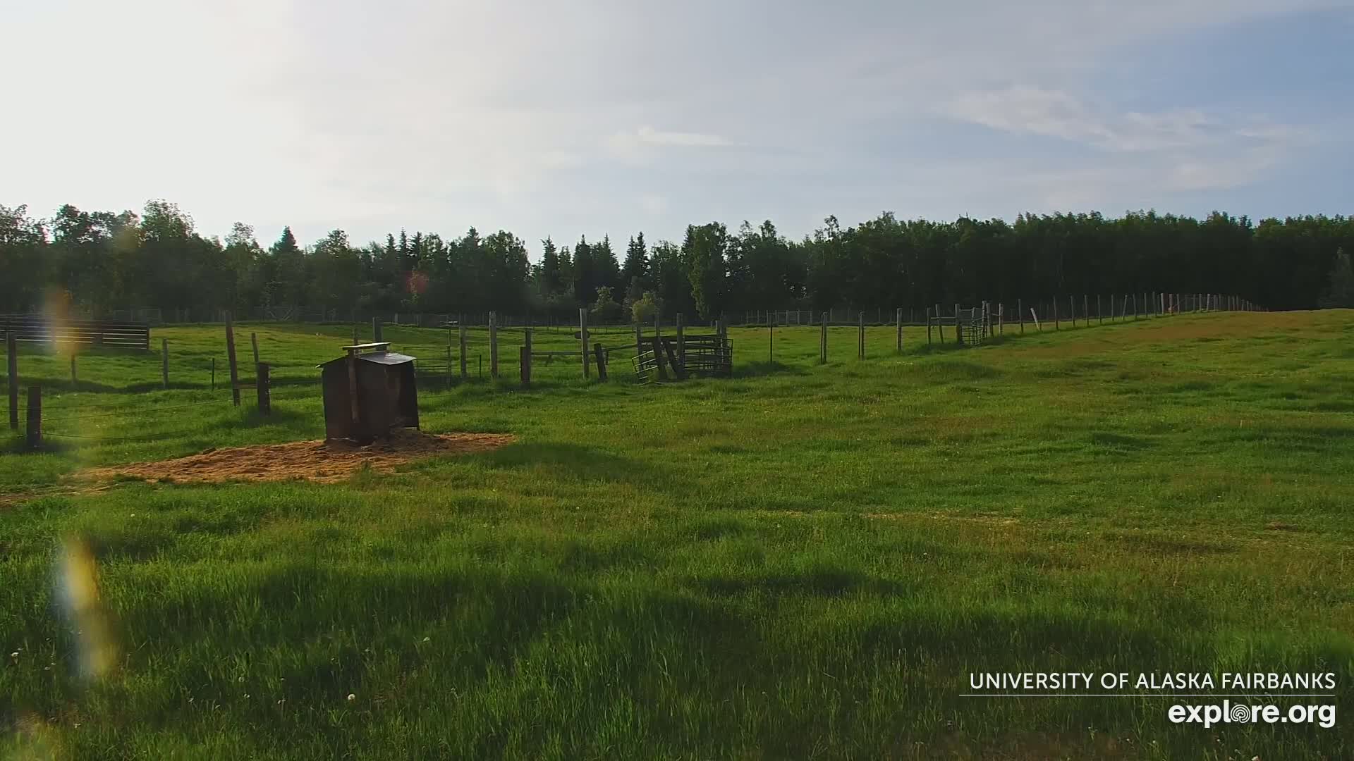 University of Alaska Fairbanks Large Animal Research Station Musk Ox Farm Live Cam - Musk Ox, College, Fairbanks North Star, Alaska, USA