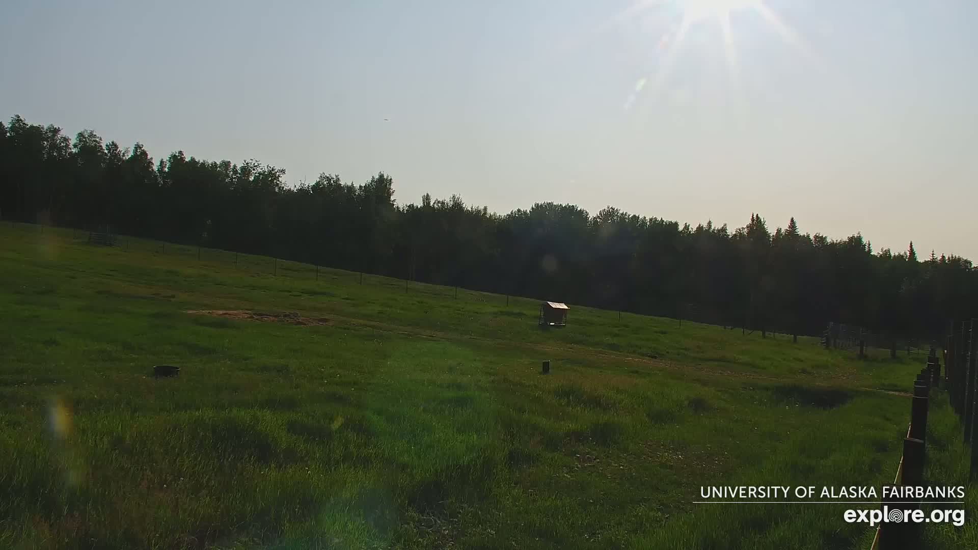 A grassy field slopes gently downward toward a line of trees under a bright, sunny sky, with a small structure in the middle distance.