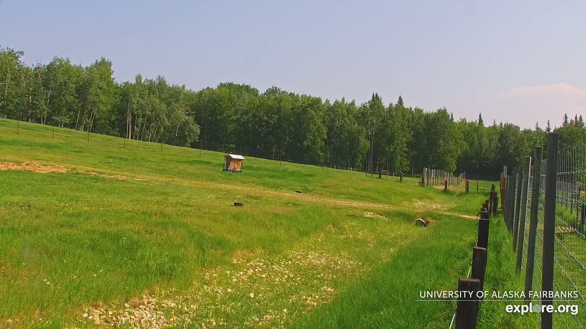 University of Alaska Fairbanks Large Animal Research Station Musk Ox Farm Live Cam - Musk Ox, College, Fairbanks North Star, Alaska, USA