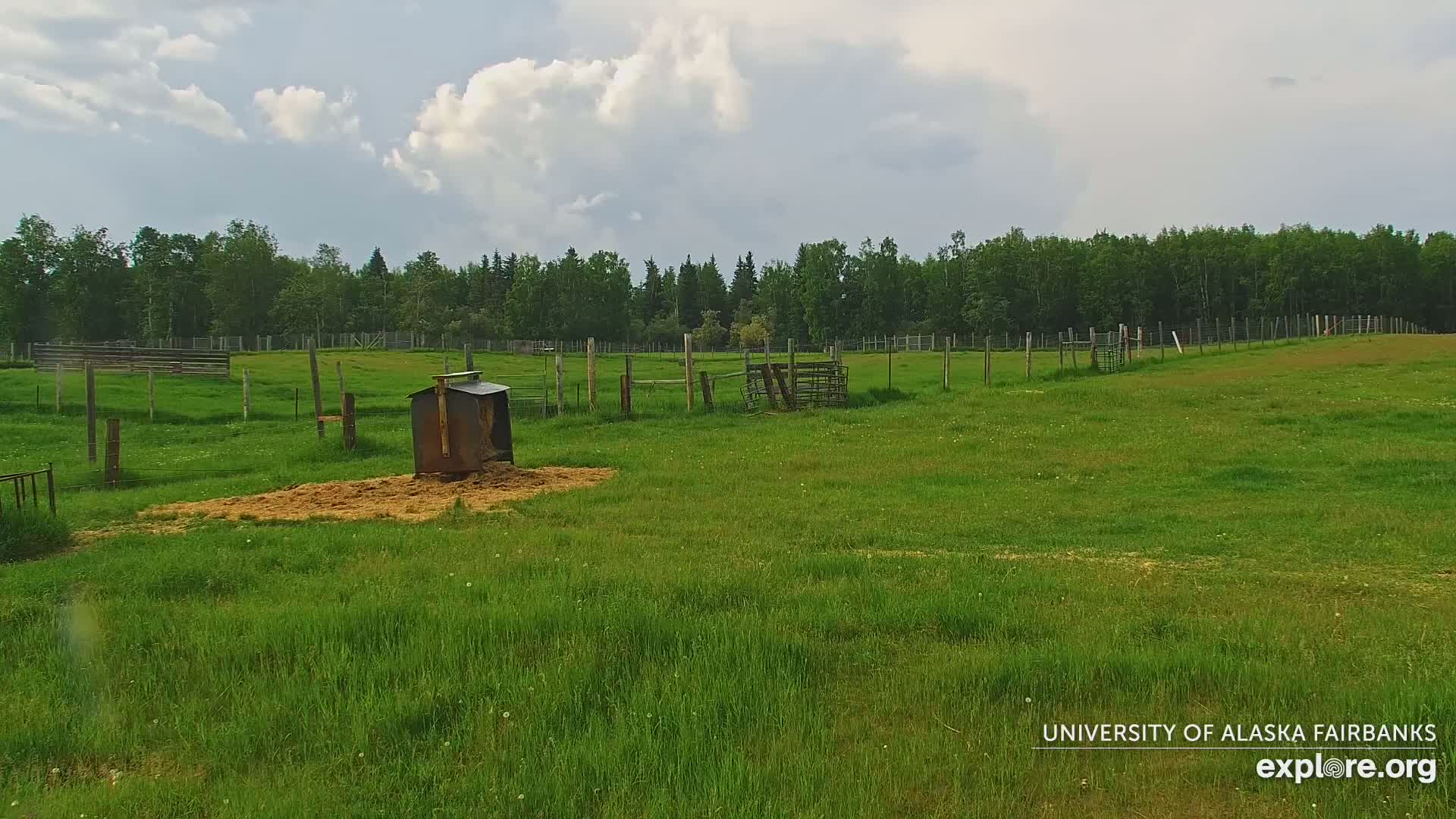 University of Alaska Fairbanks Large Animal Research Station Musk Ox Farm Live Cam - Musk Ox, College, Fairbanks North Star, Alaska, USA