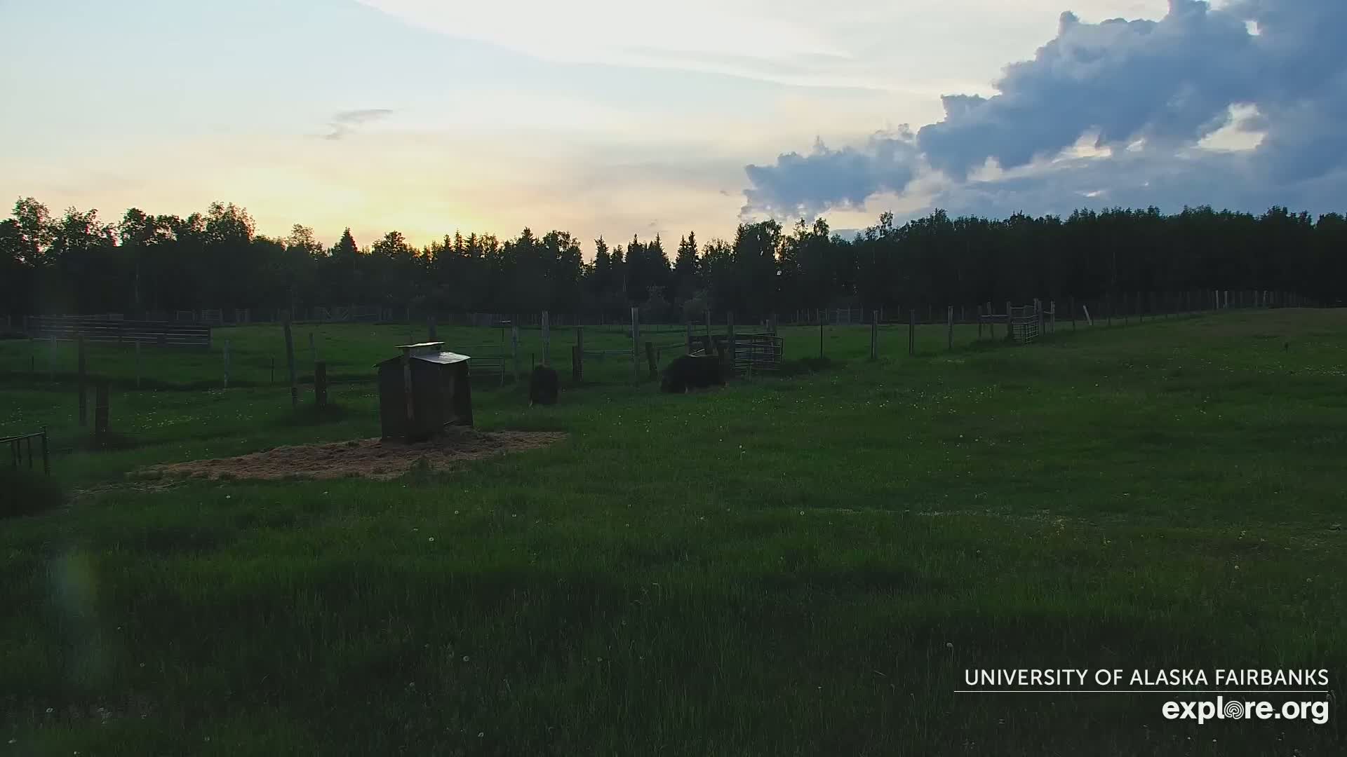 A grassy field enclosed by fences, with a small structure and some dark animals visible at sunset under a partly cloudy sky.