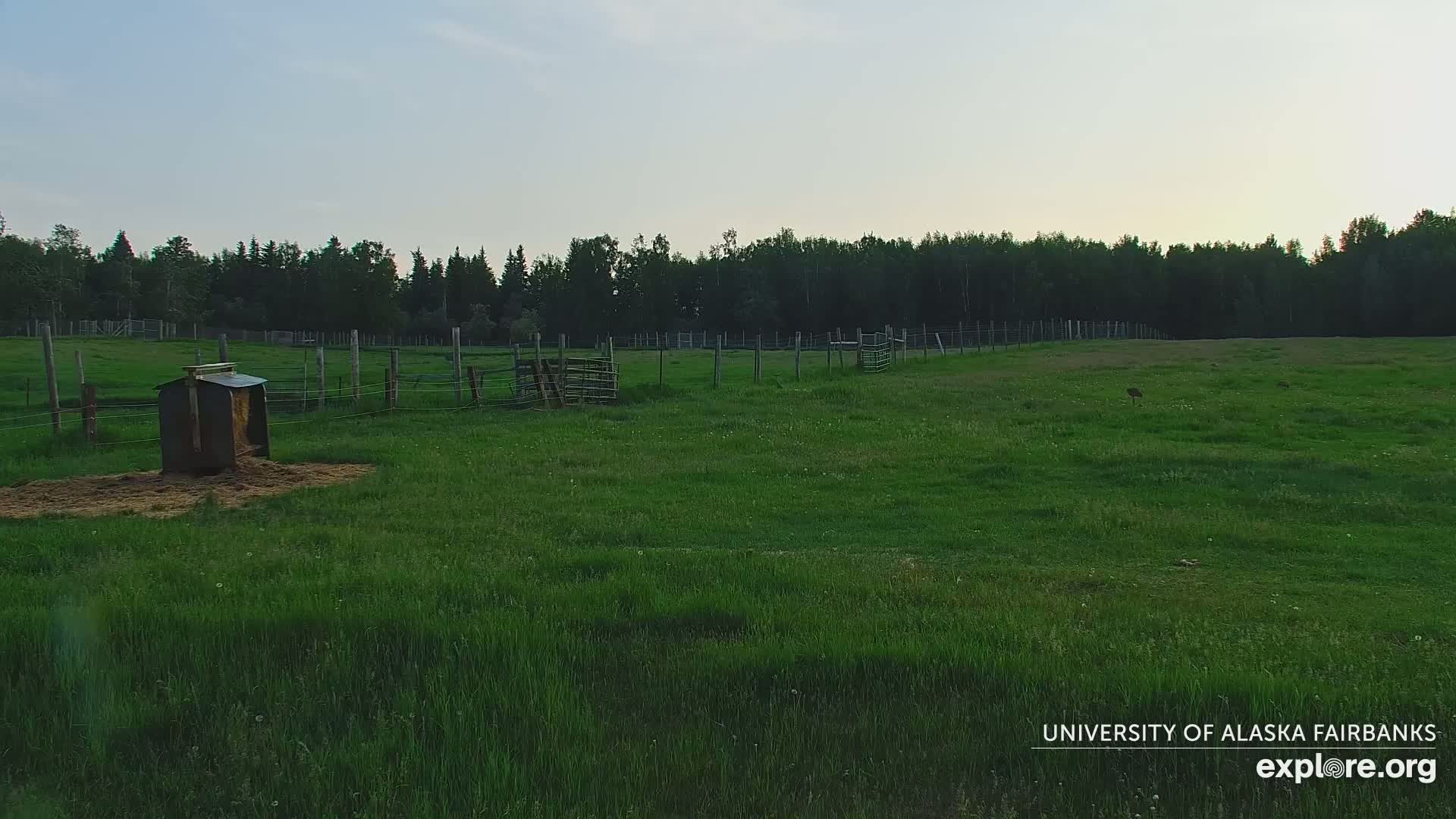 A grassy field enclosed by a fence, containing a small structure, sits before a line of trees under a clear, light-blue sky.