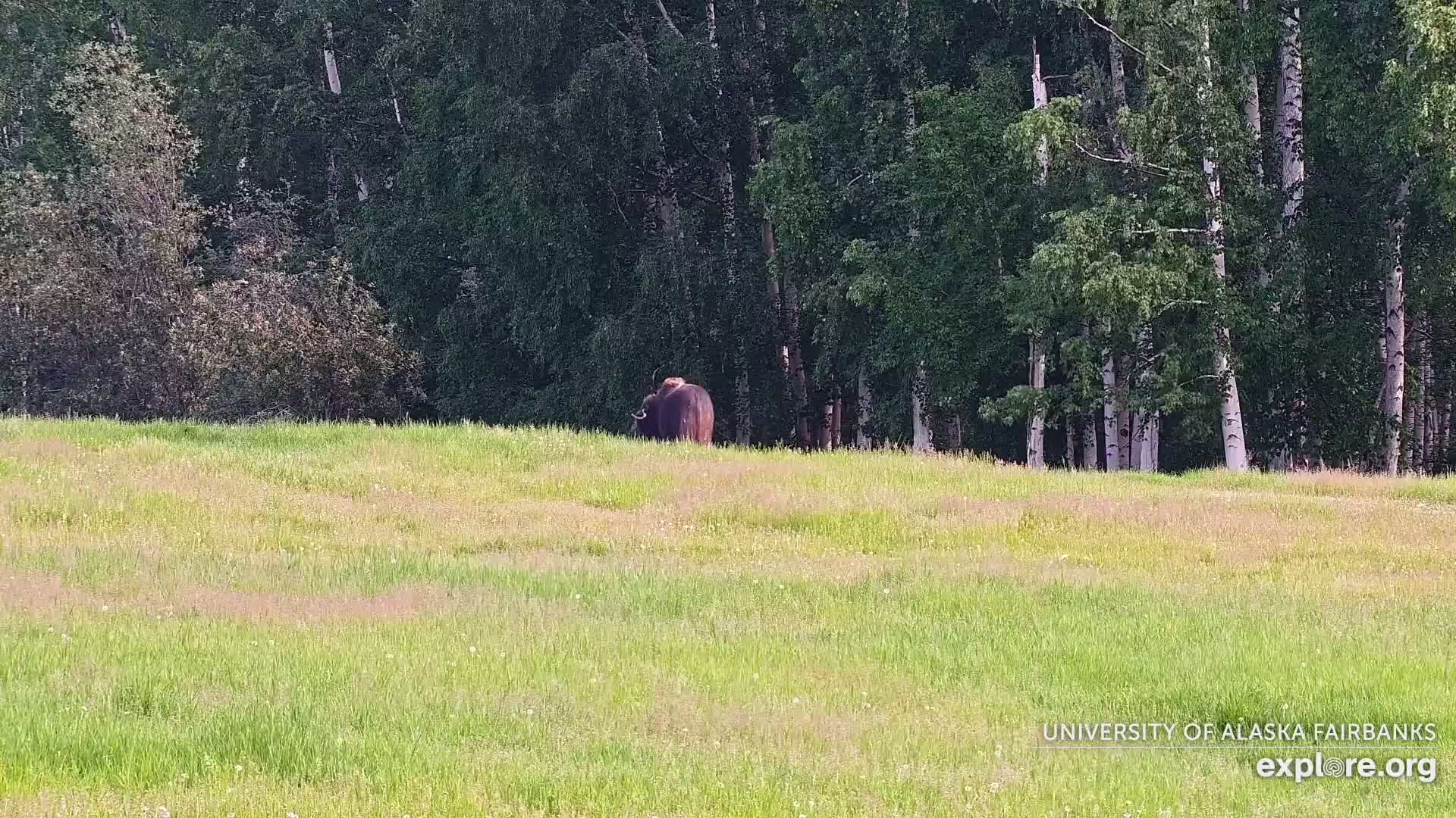 A dark-colored bovine animal grazes in a grassy field bordered by a line of trees on a sunny day.