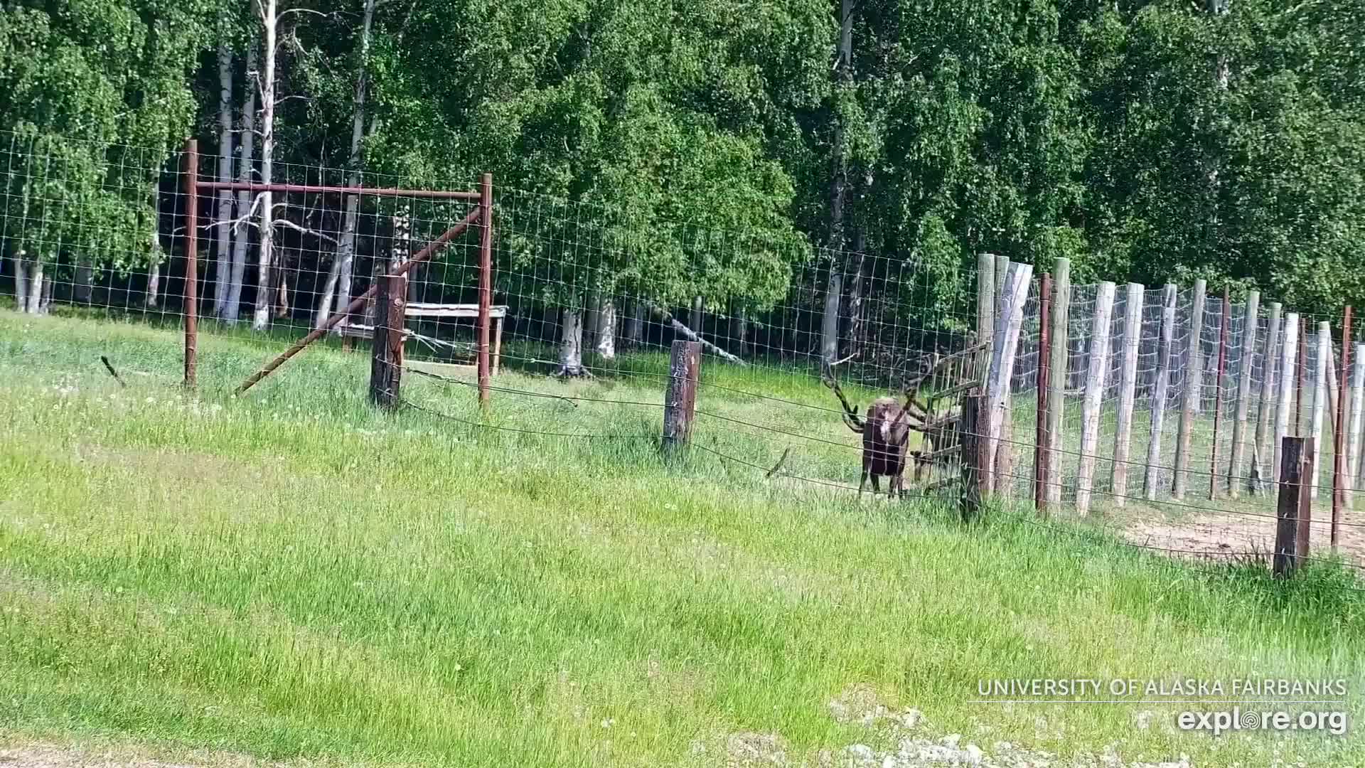 University of Alaska Fairbanks Large Animal Research Station Musk Ox Farm Live Cam - Musk Ox, College, Fairbanks North Star, Alaska, USA