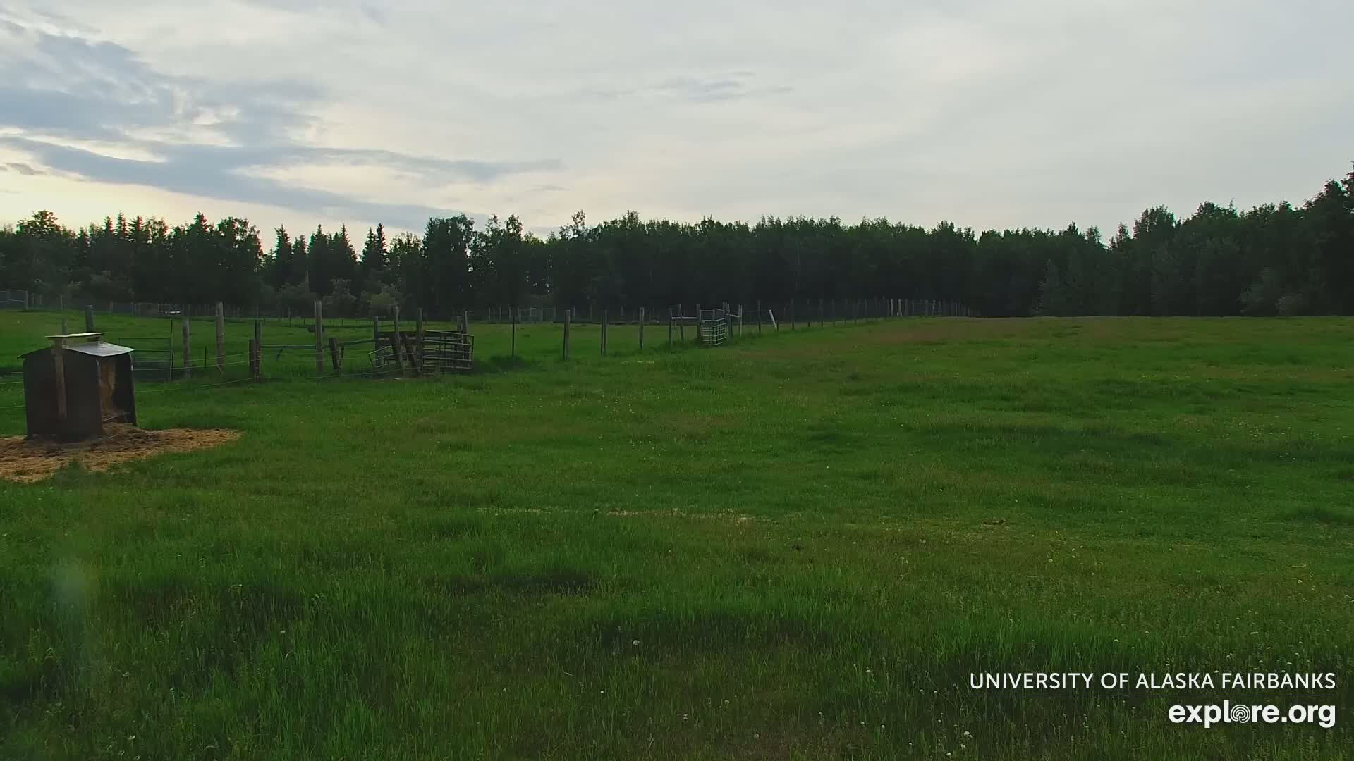 University of Alaska Fairbanks Large Animal Research Station Musk Ox Farm Live Cam - Musk Ox, College, Fairbanks North Star, Alaska, USA