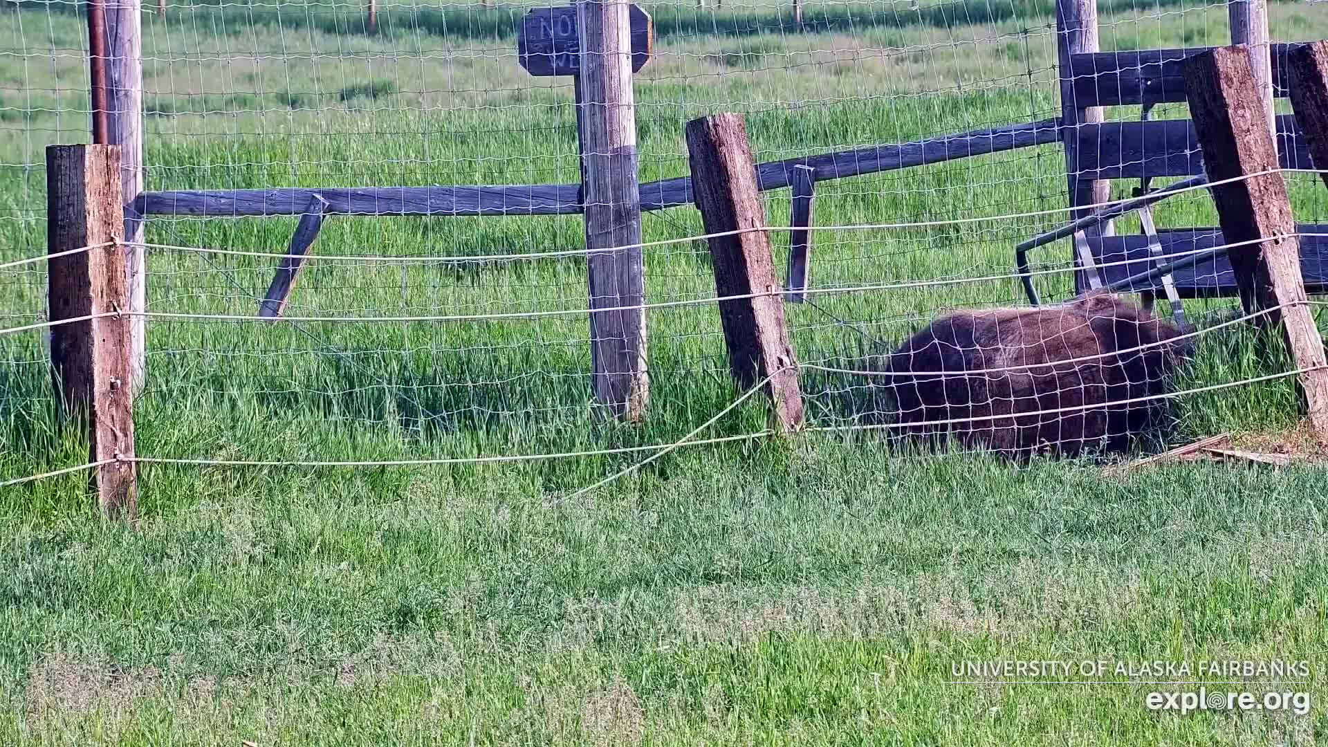 A large dark-colored animal lies behind a wire fence in a grassy field on a sunny day.
