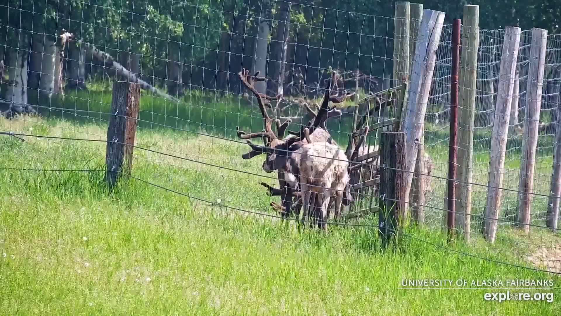 University of Alaska Fairbanks Large Animal Research Station Musk Ox Farm Live Cam - Musk Ox, College, Fairbanks North Star, Alaska, USA
