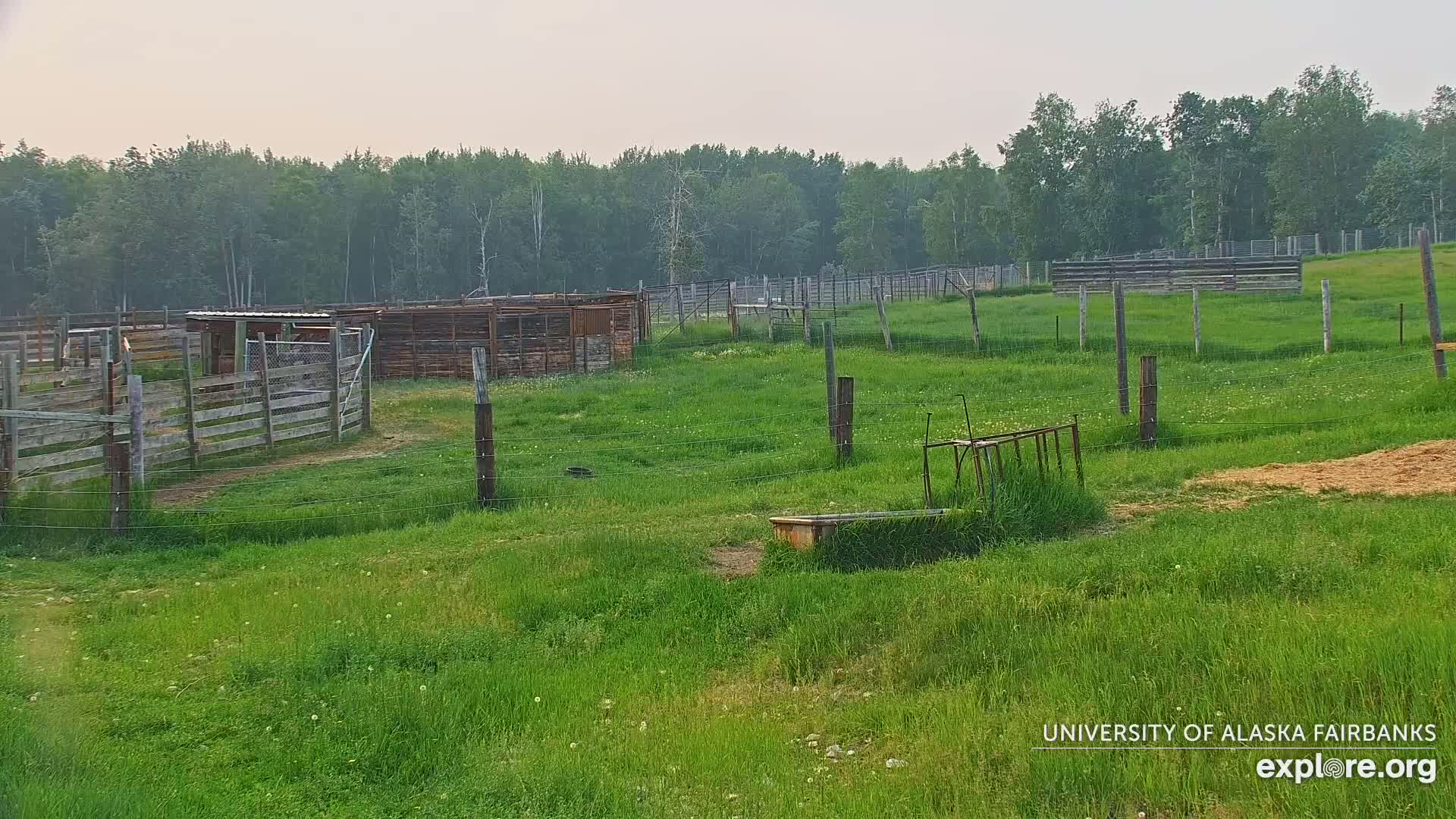 University of Alaska Fairbanks Large Animal Research Station Musk Ox Farm Live Cam - Musk Ox, College, Fairbanks North Star, Alaska, USA