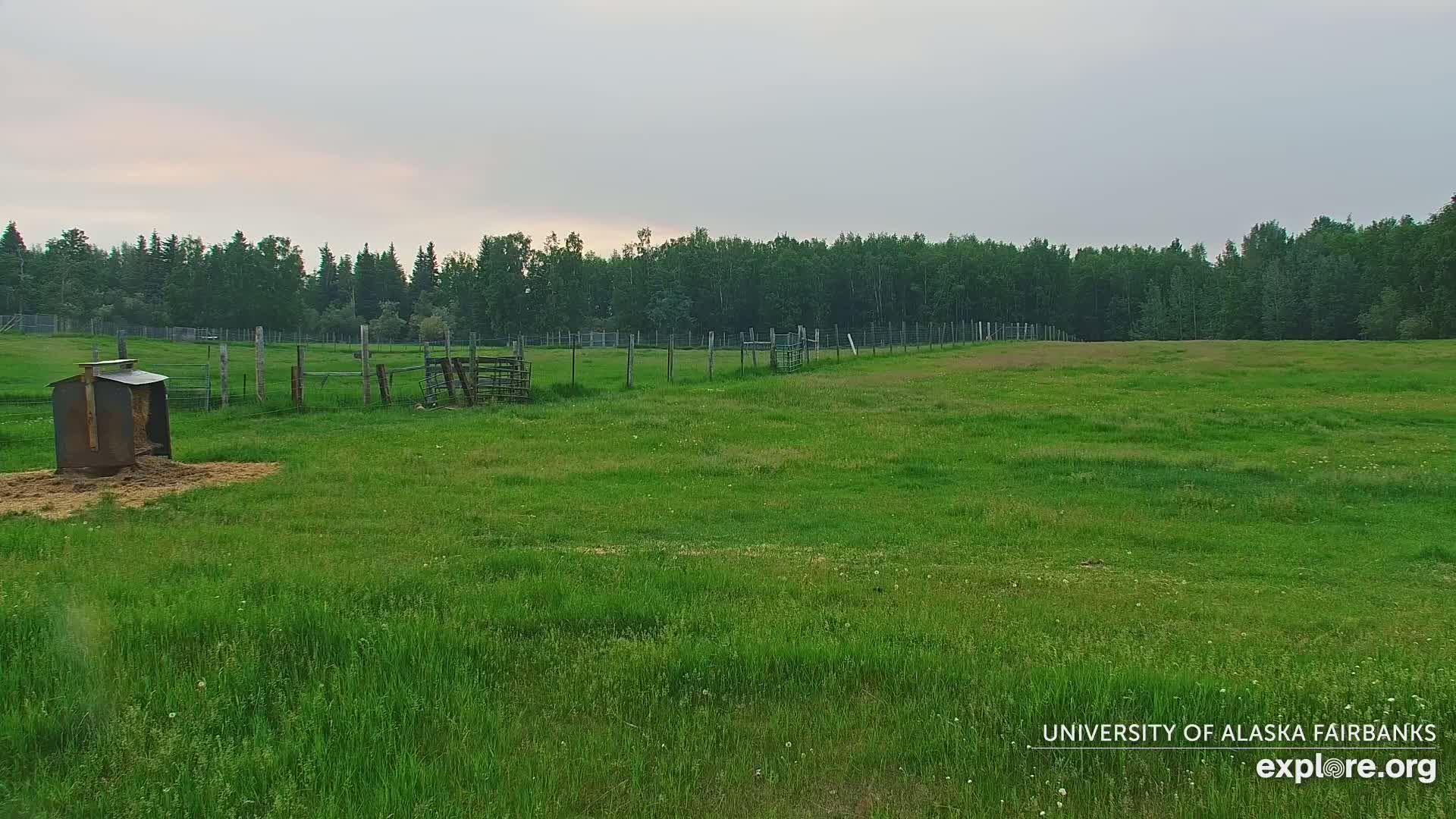 University of Alaska Fairbanks Large Animal Research Station Musk Ox Farm Live Cam - Musk Ox, College, Fairbanks North Star, Alaska, USA