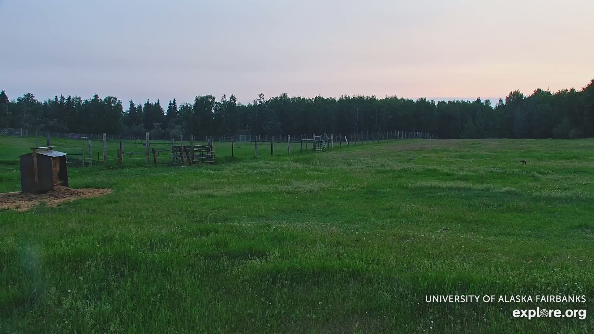 A grassy field enclosed by a fence, with a small animal shelter and some wooden gates, sits under a twilight sky.