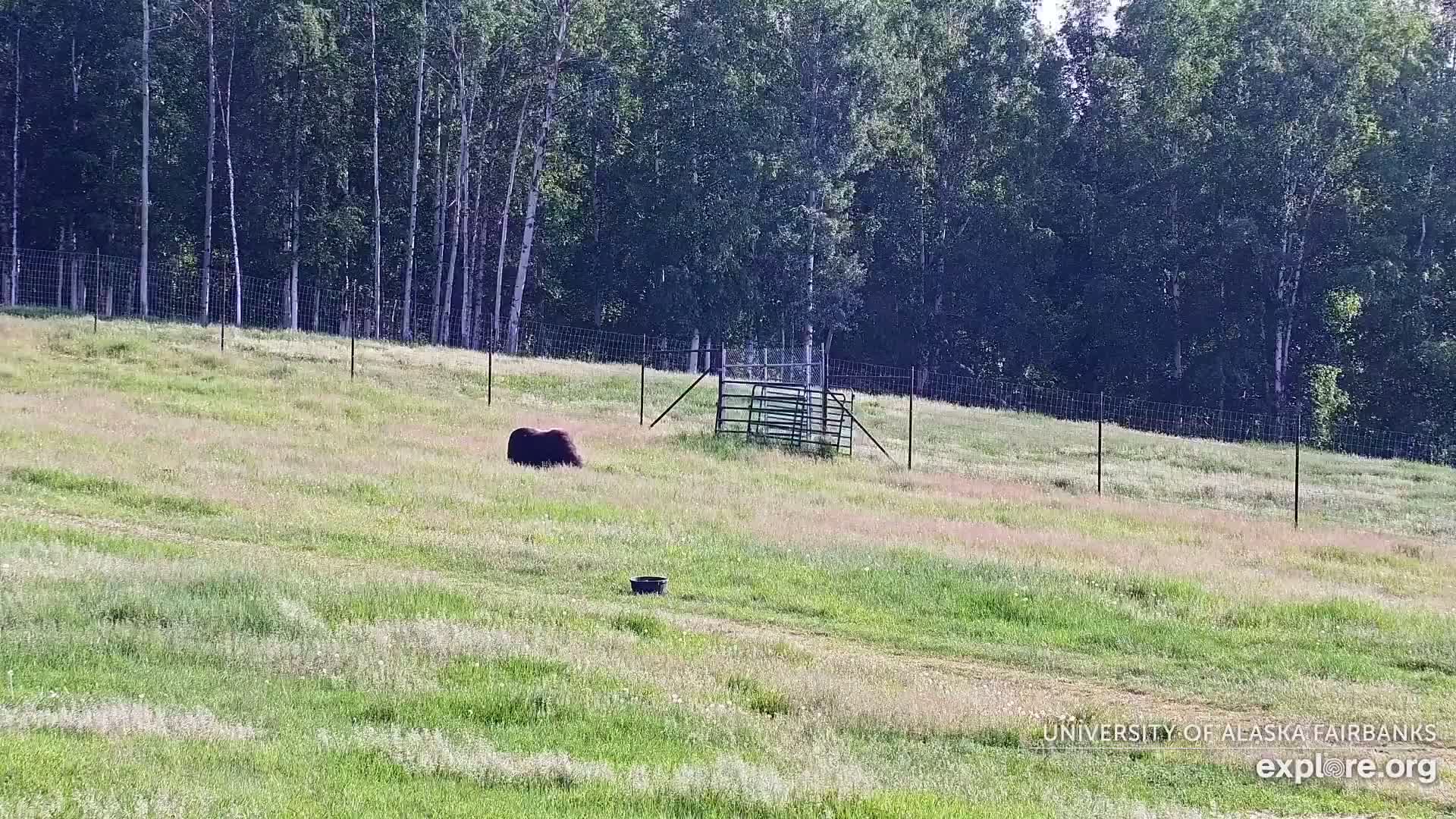 A dark-colored animal is in a grassy field enclosed by a fence, near a metal gate, on a sunny day.