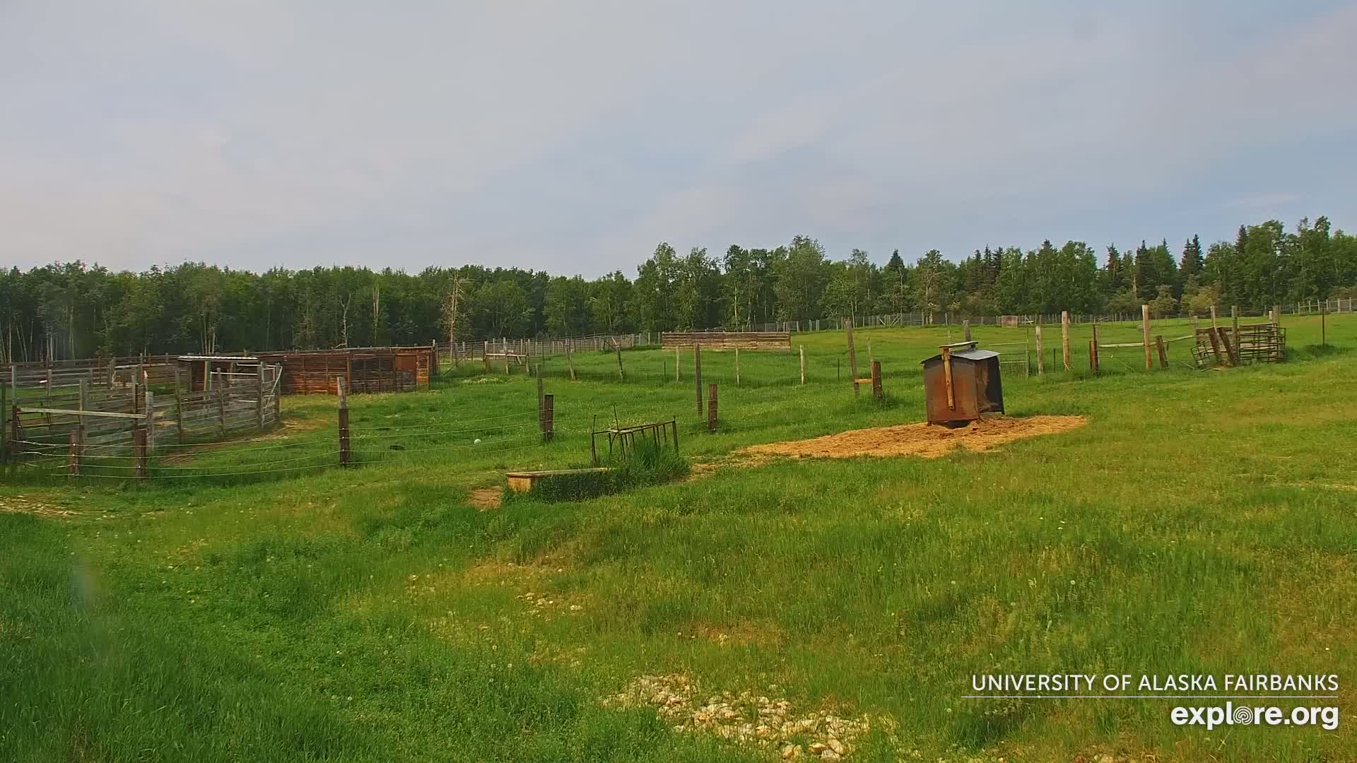 University of Alaska Fairbanks Large Animal Research Station Musk Ox Farm Live Cam - Musk Ox, College, Fairbanks North Star, Alaska, USA