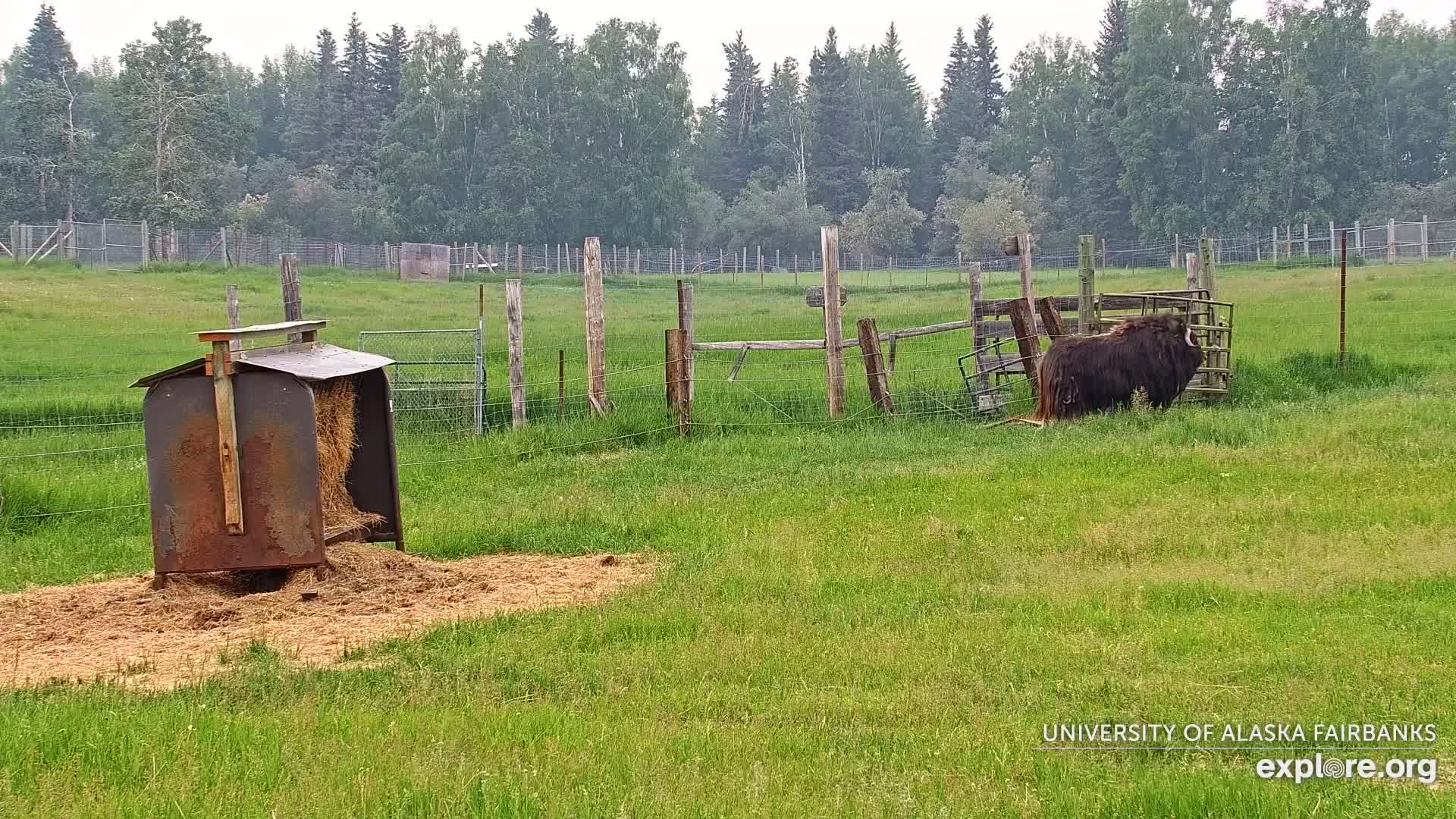 University of Alaska Fairbanks Large Animal Research Station Musk Ox Farm Live Cam - Musk Ox, College, Fairbanks North Star, Alaska, USA