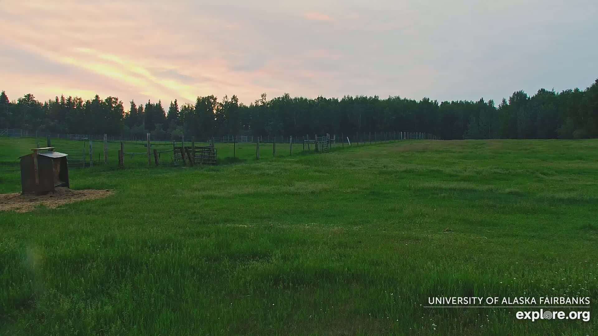 A grassy field with wooden fences and a small shed under a pale pink sunset sky.