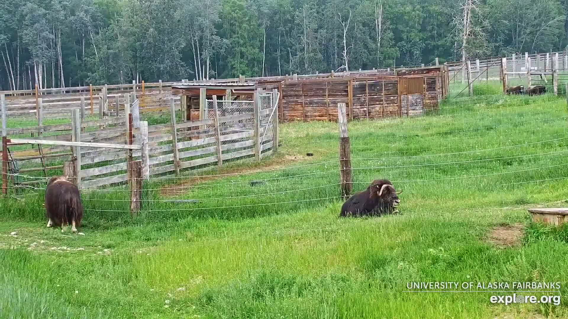 Several musk oxen are in a grassy enclosure surrounded by wooden fences, under overcast skies.