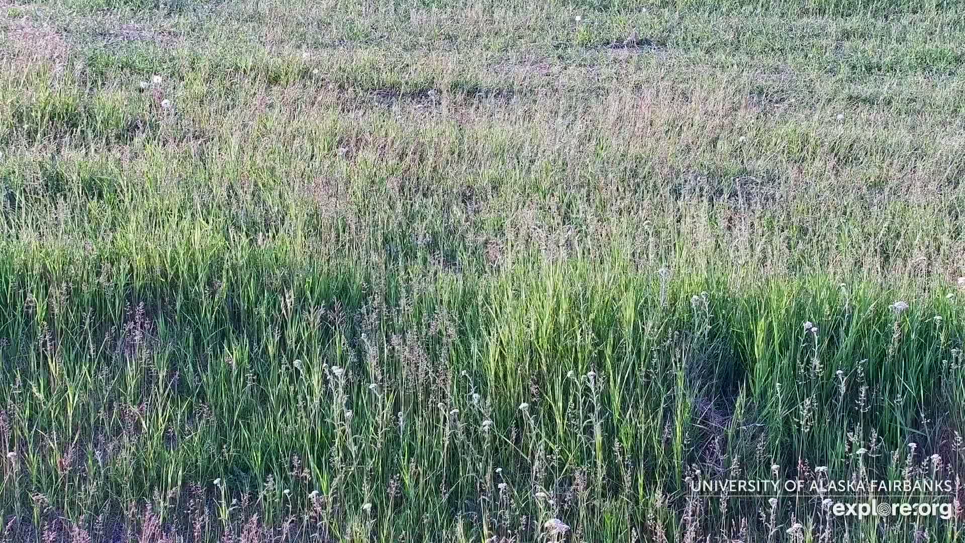 University of Alaska Fairbanks Large Animal Research Station Musk Ox Farm Live Cam - Musk Ox, College, Fairbanks North Star, Alaska, USA